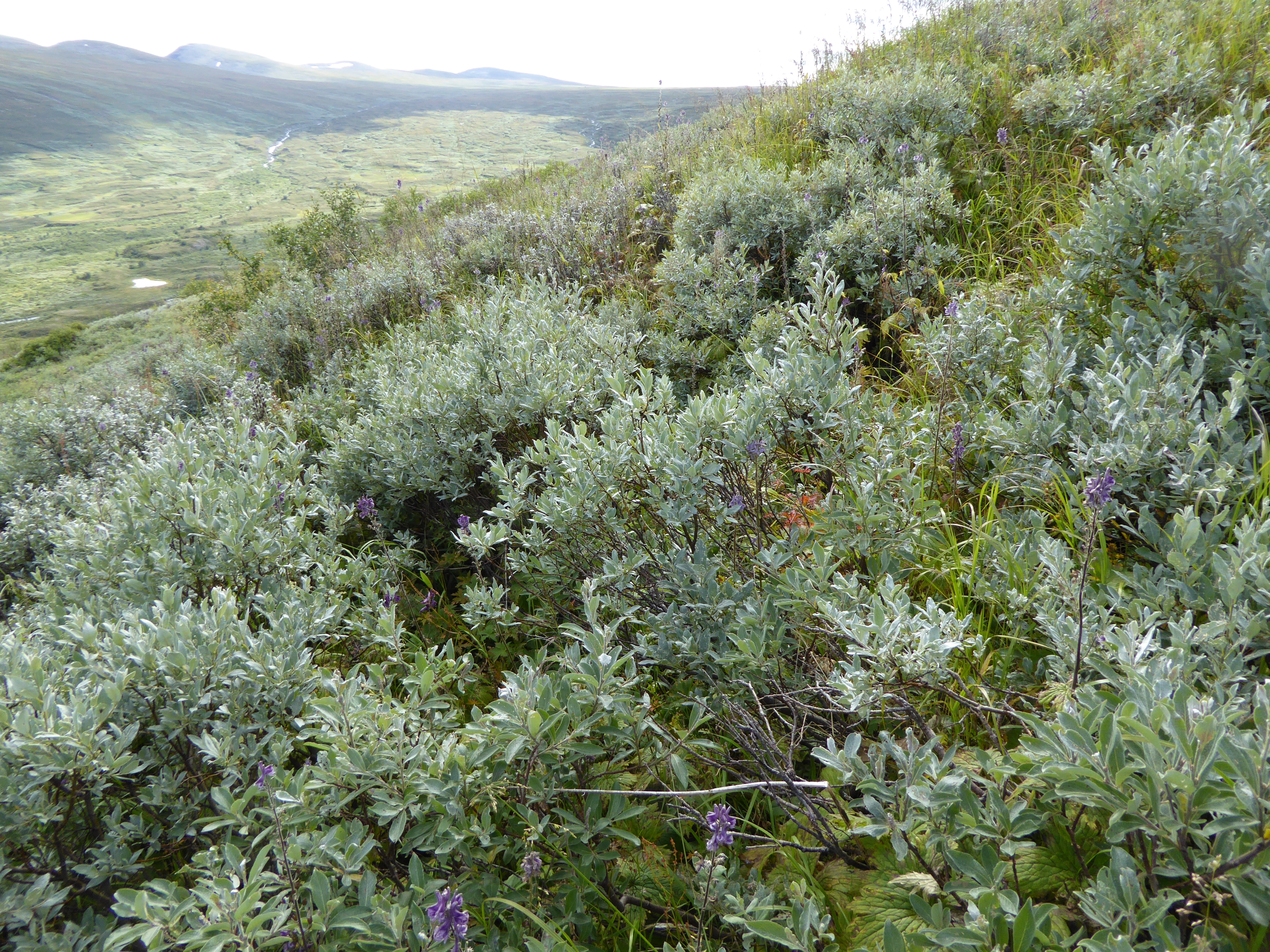 T3-C-14 kalkrik kildepåvirket fjellhei.