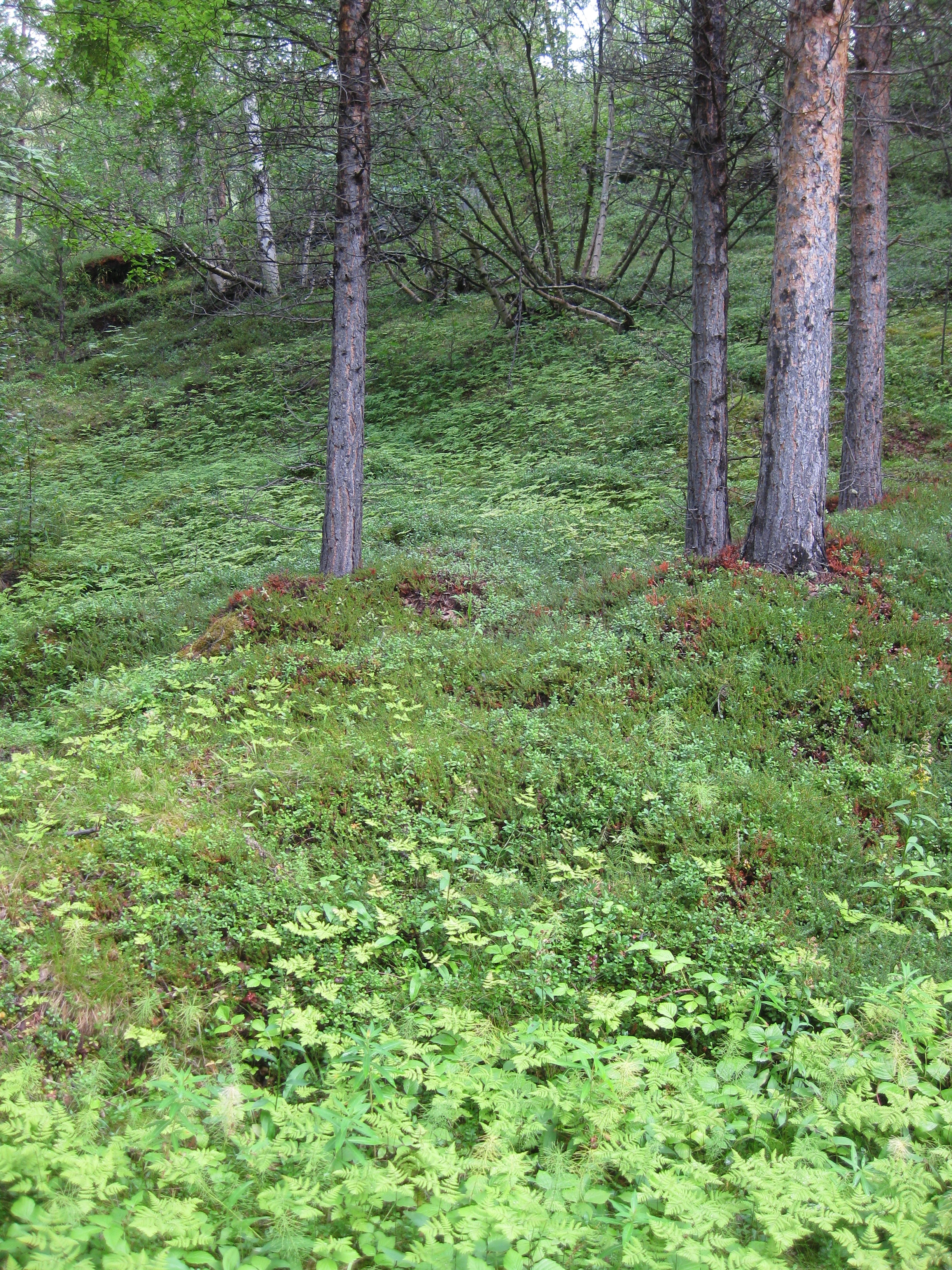 T4-C-6 svak bærlyng-lågurtskog.