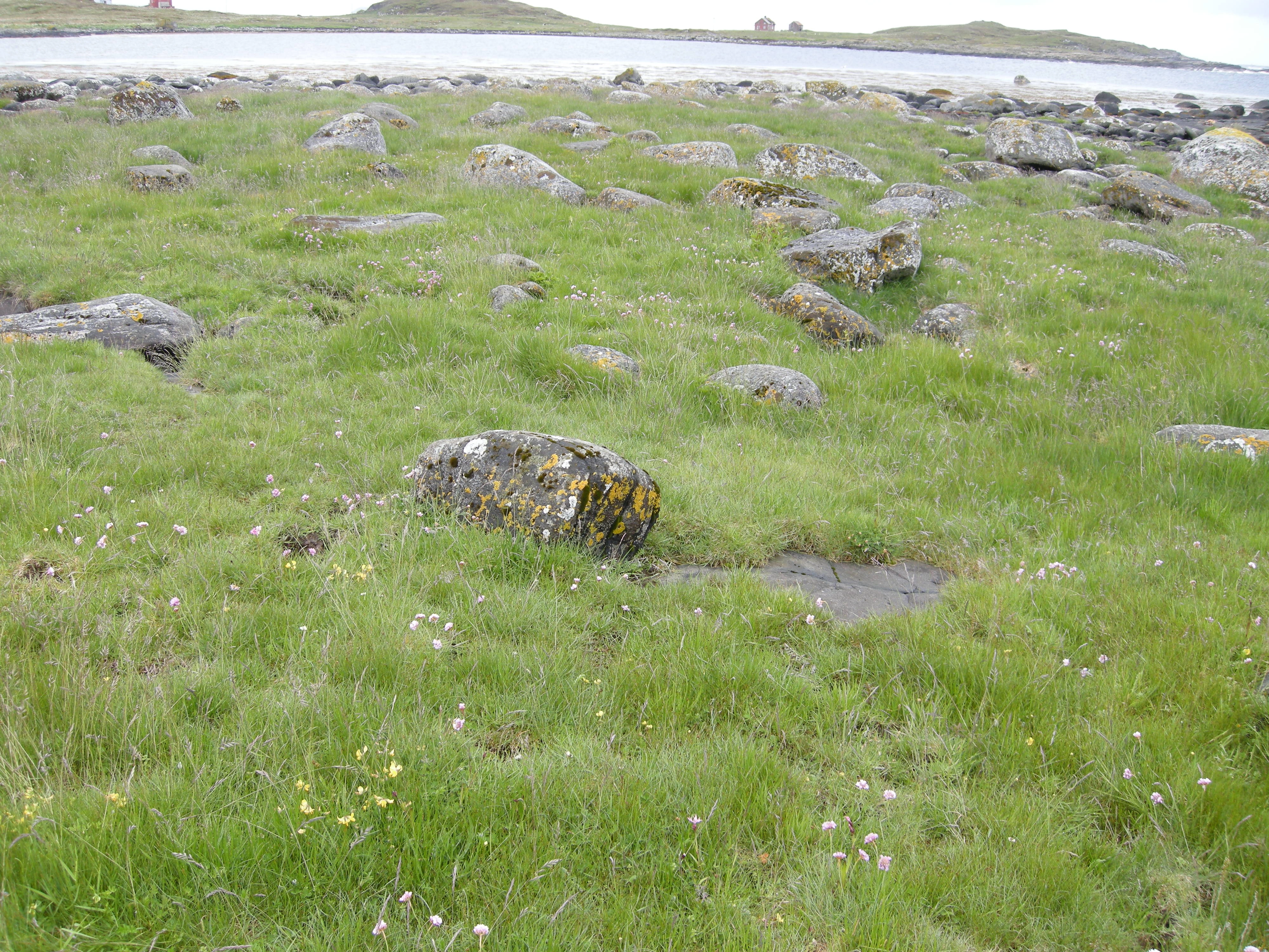 T12-C-2 strandenger i øvre geolitoral og supralitoral.