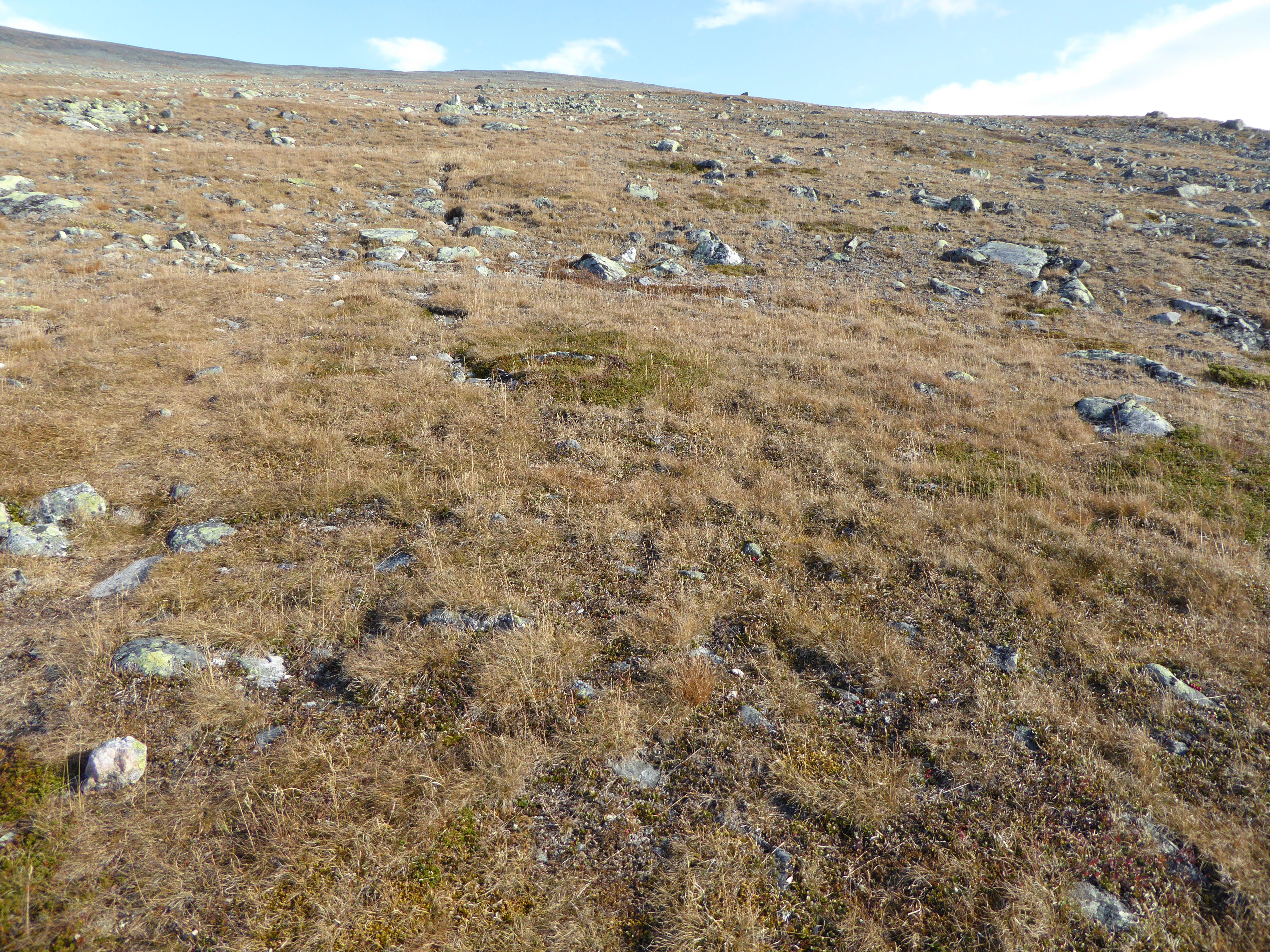 T22-C-1 kalkfattig og intermediær fjellgrashei.