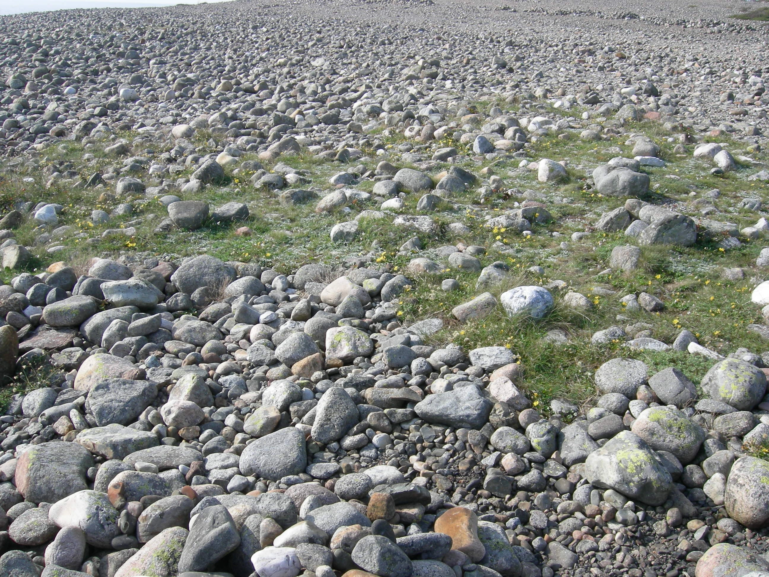 T29-C-2 stein- og grusstrender og strandlinjer i etablerings- og konsolideringsfase på epilitoral fastmark.