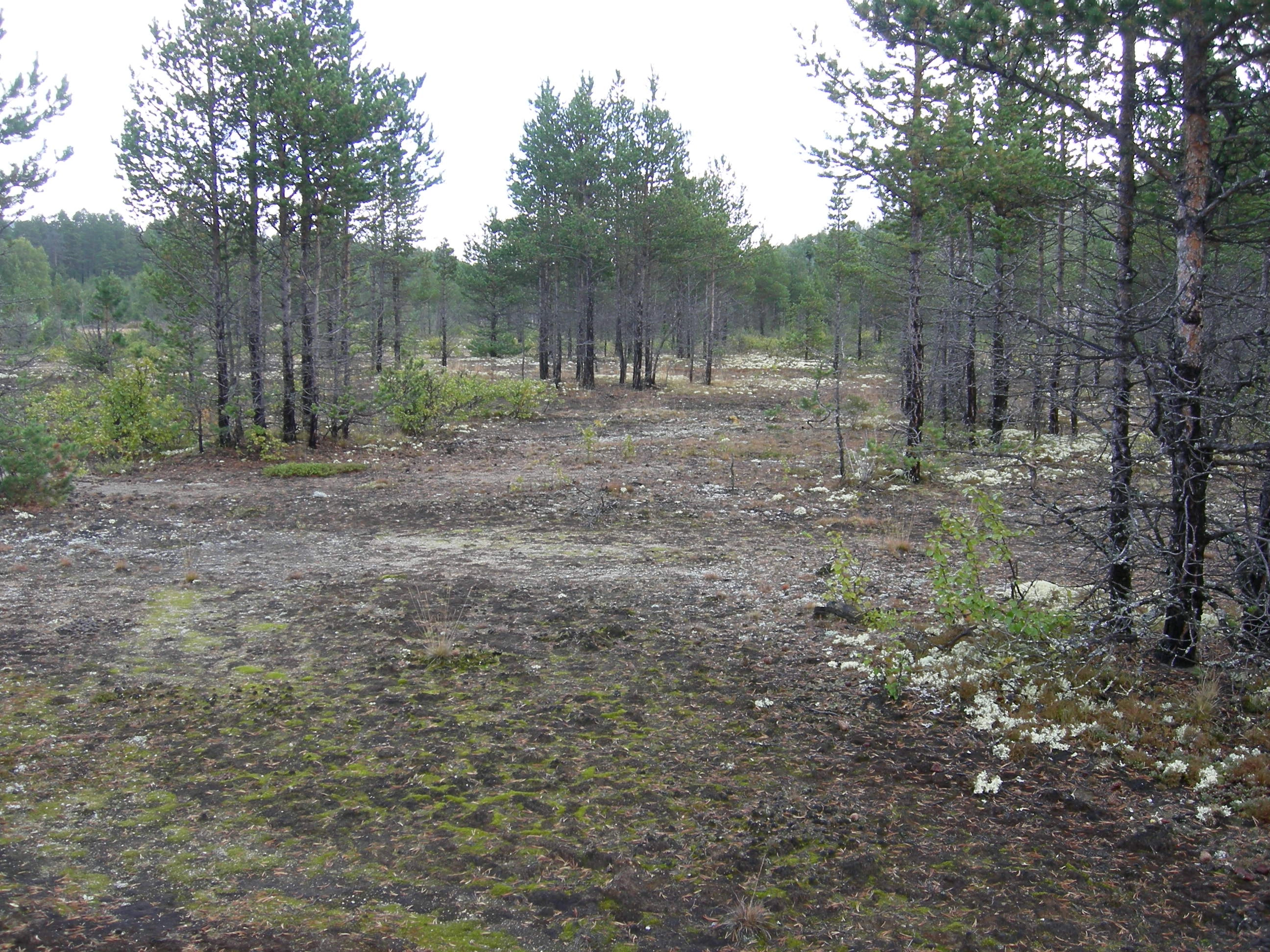 T30-C-1 flomskogsmarker på grus og stein.