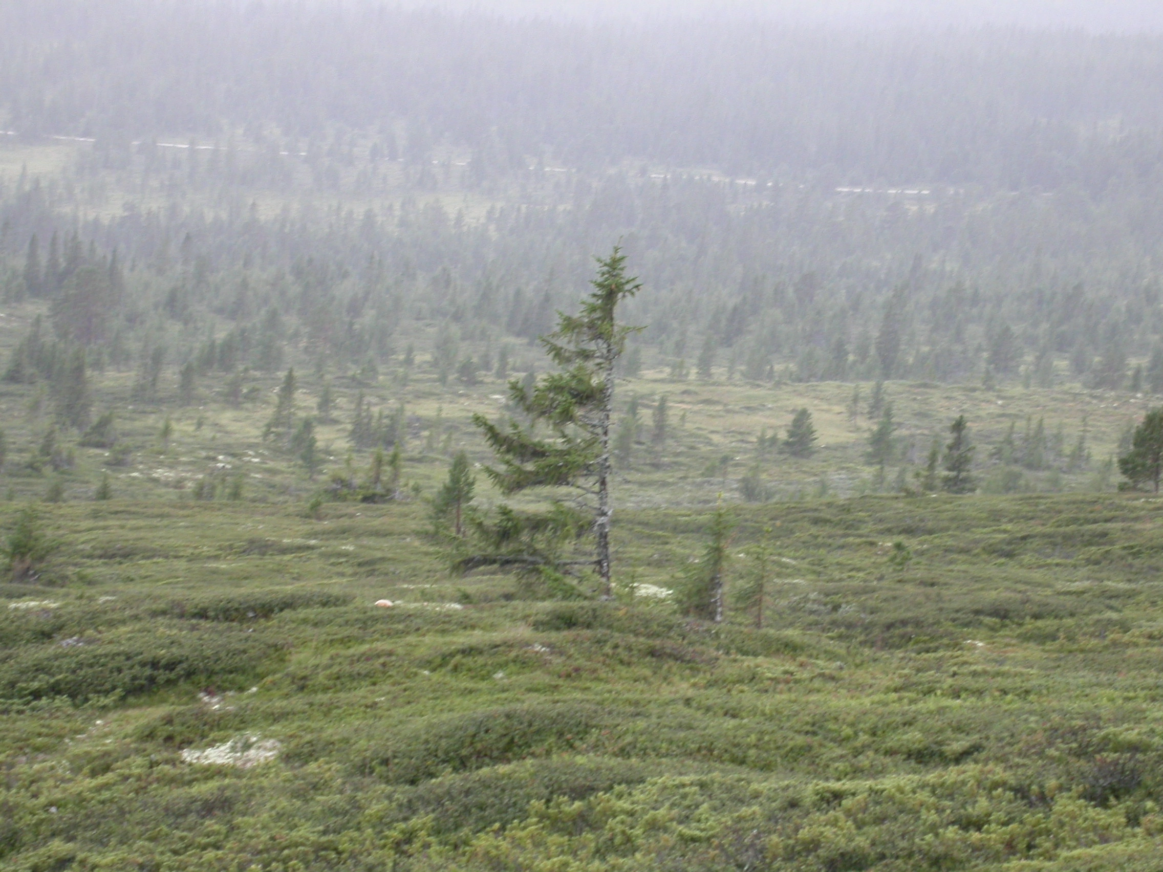 T31-C-2 kalkfattig boreal lynghei.