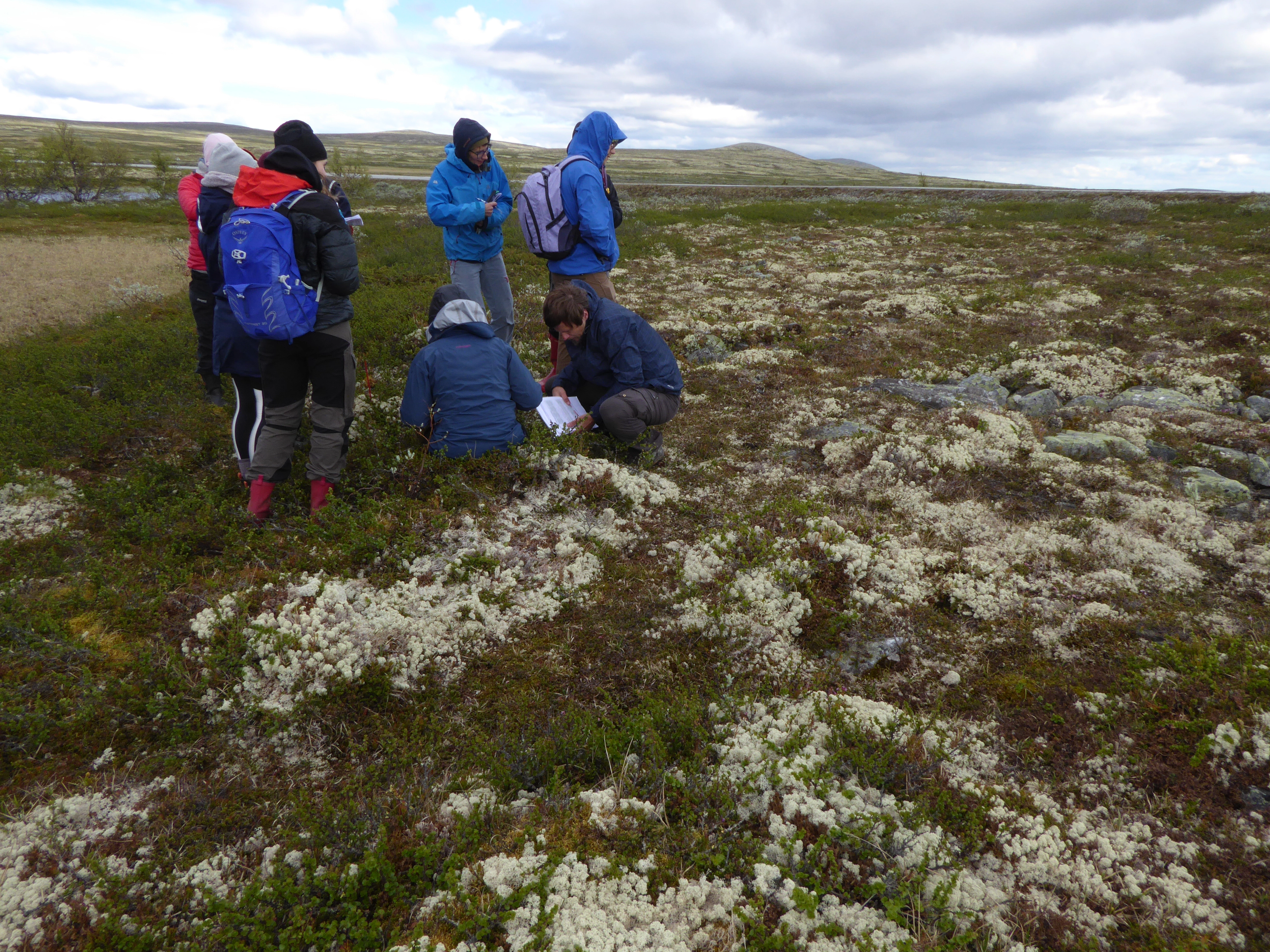 T31-C-3 kalkfattig boreal lavhei.