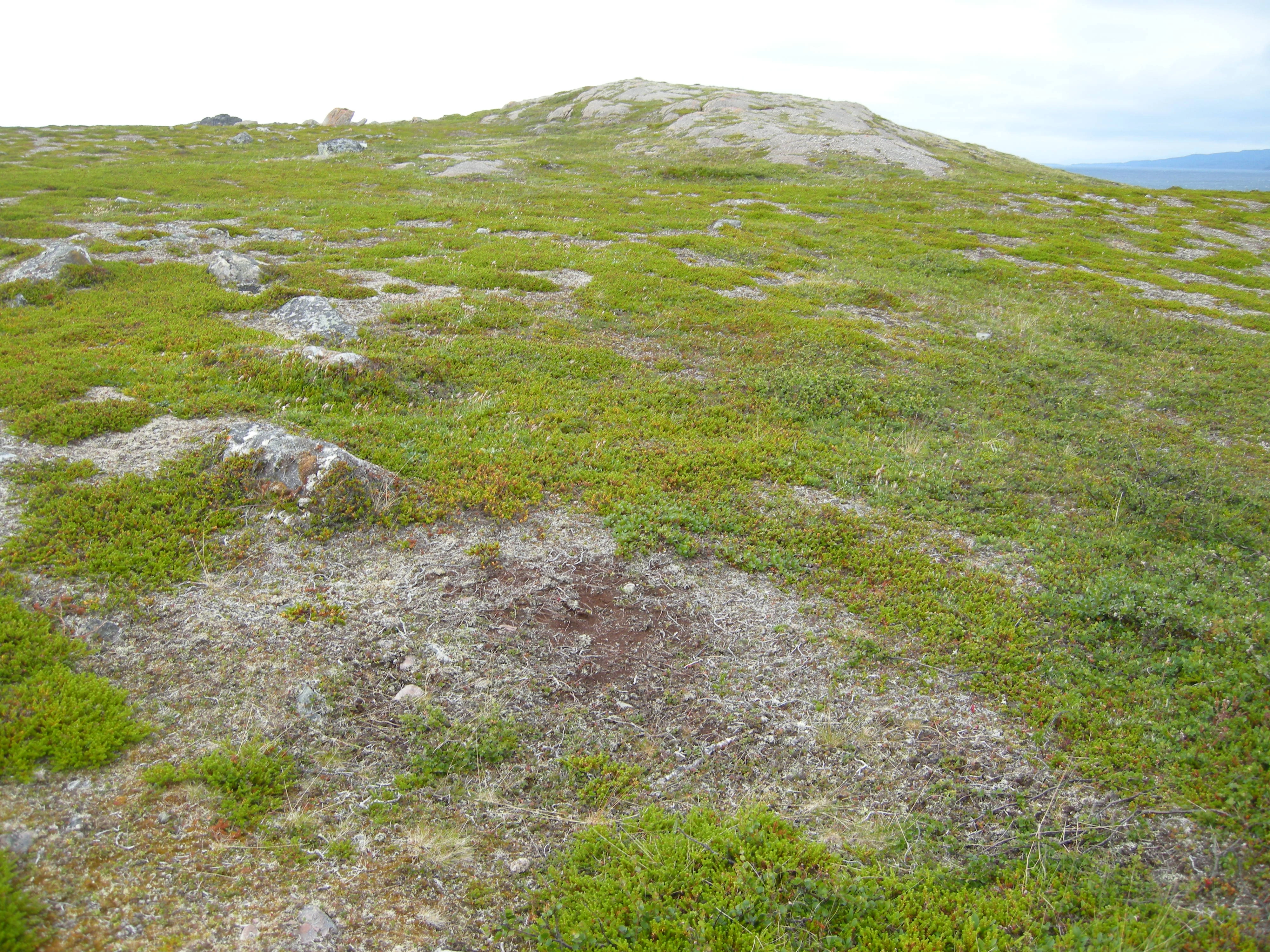 T31-C-8 svakt kalkrik boreal lynghei.