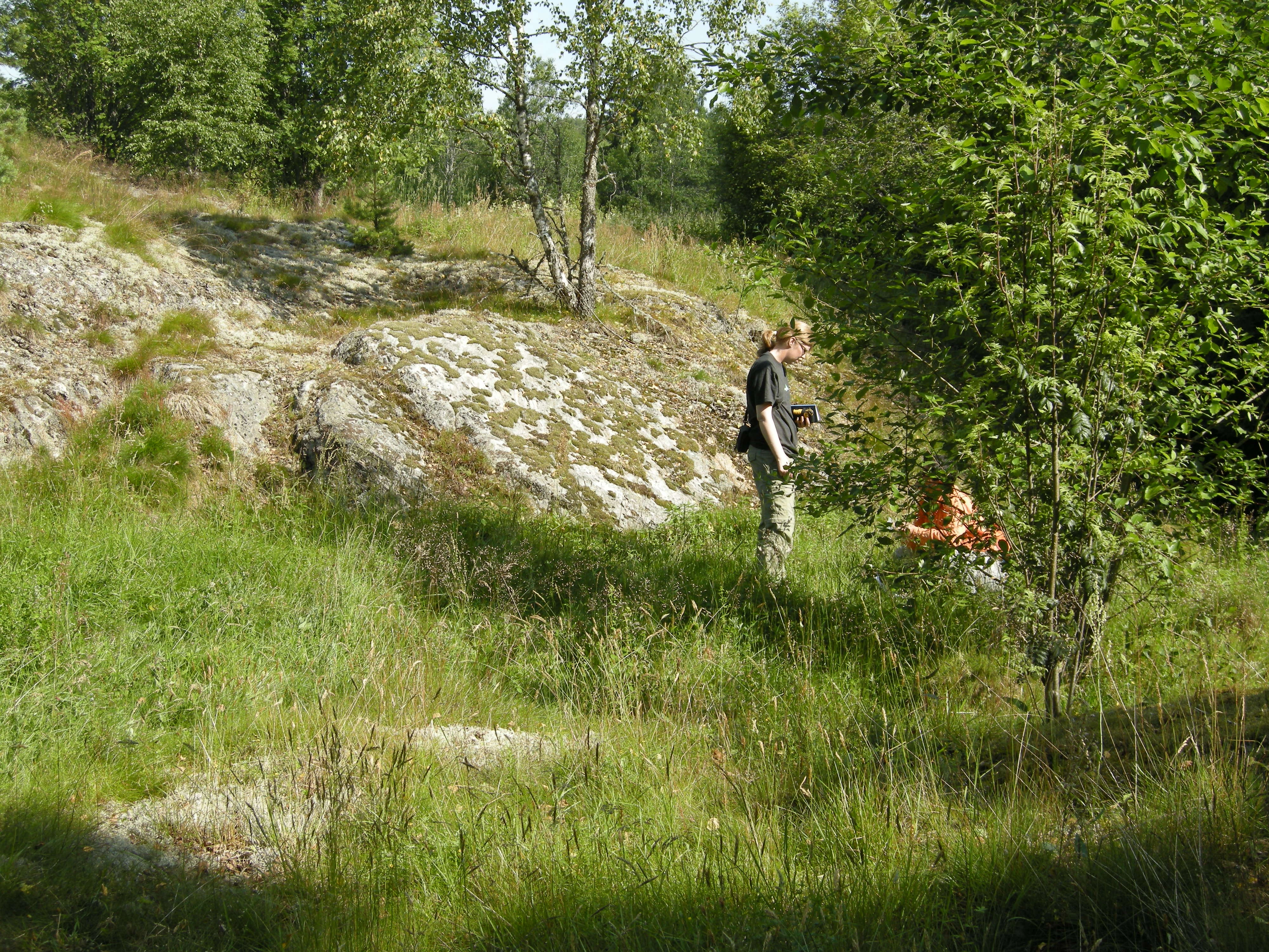 T32-C-13 intermediær tørreng med mindre hevdpreg.