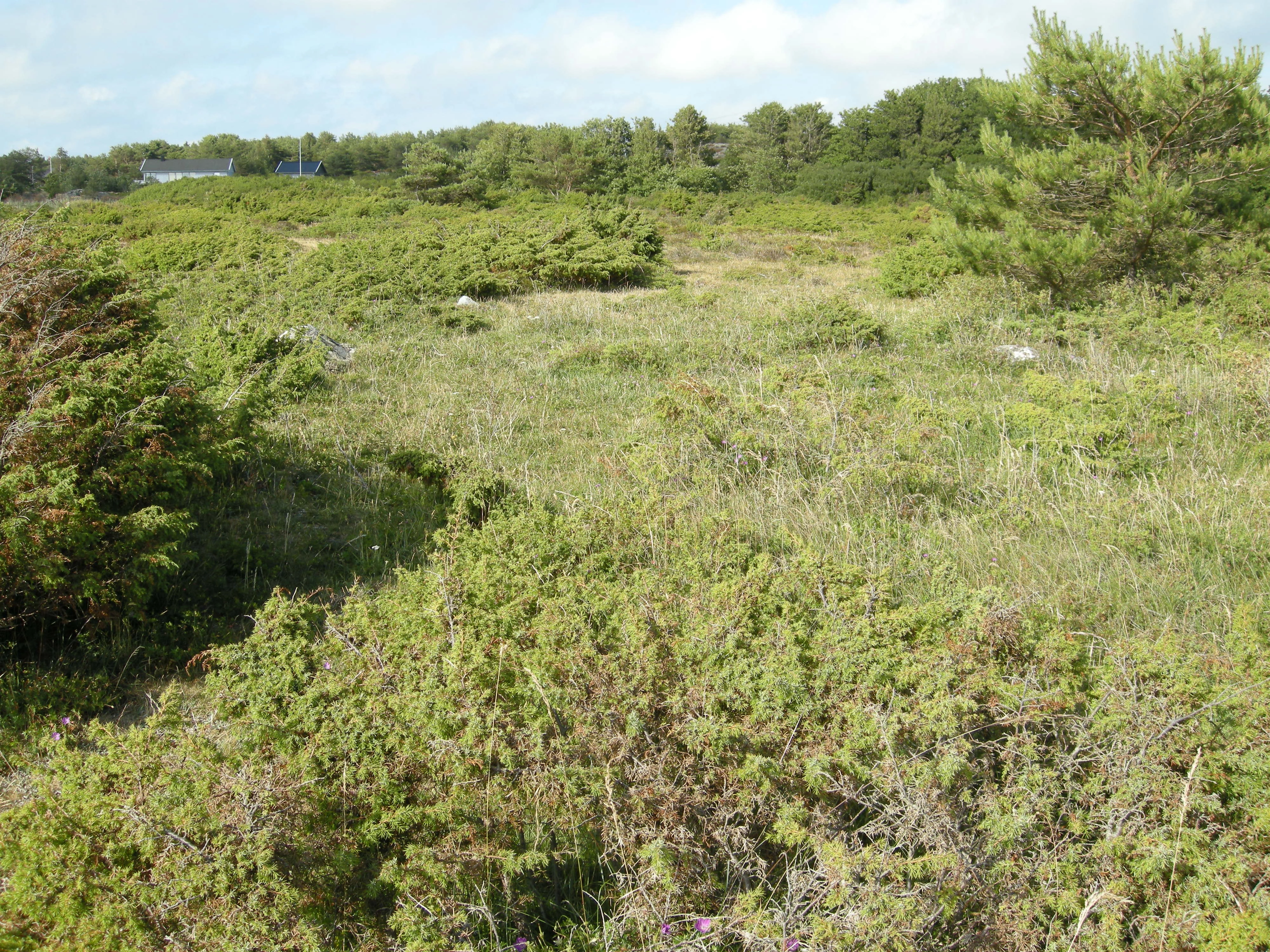 T32-C-18 sterkt kalkrik tørreng med klart hevdpreg.