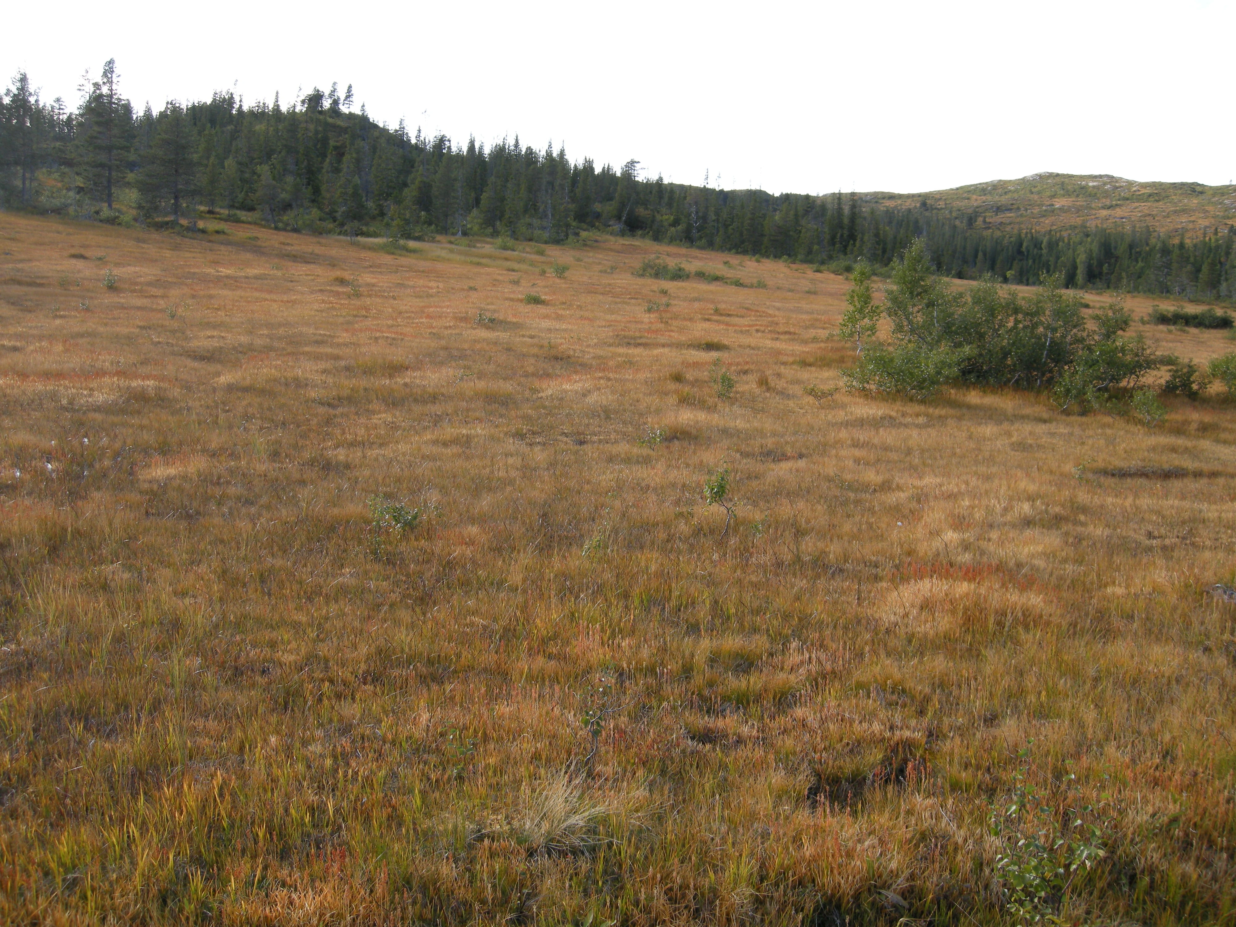 V1-C-1 svært og temmelig kalkfattige myrflater.