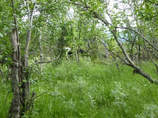 V2-C-2 sterkt intermediære litt kalkrike myr- og sumpskog-marker.