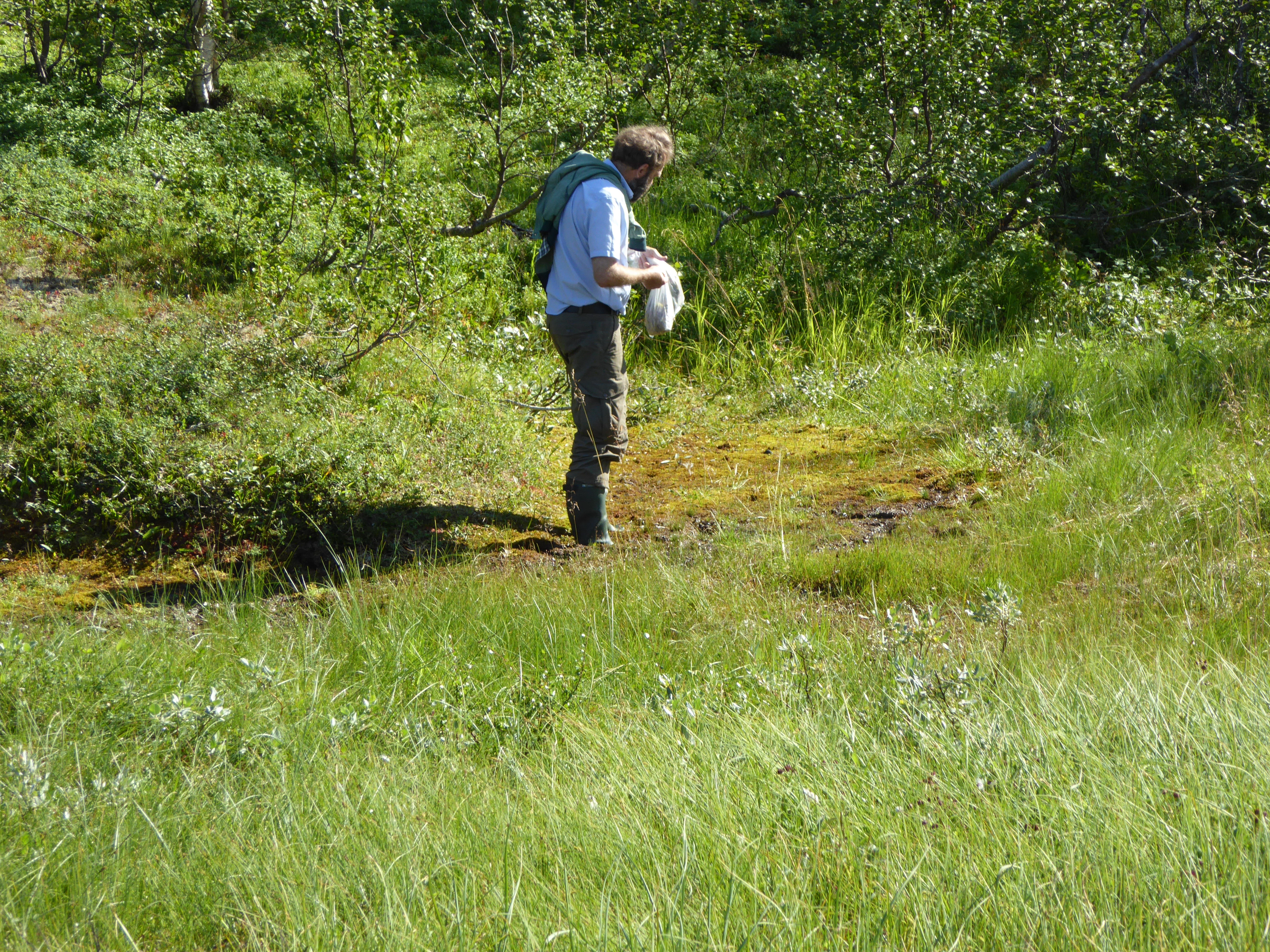 V4-C-4 sterkt intermediære og litt kalkrike torvmarkskilder.