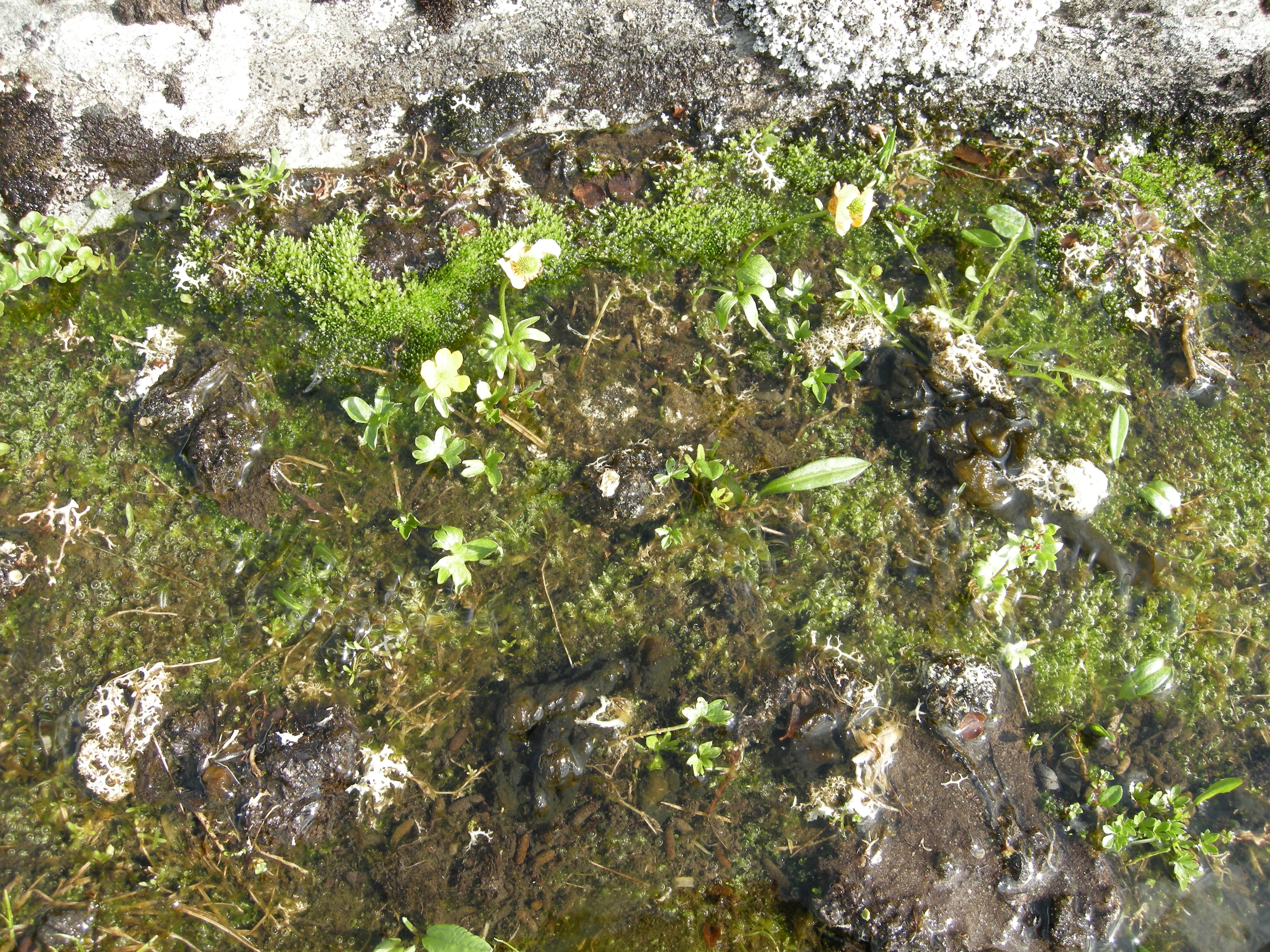 V6-C-8 kalkrikt seint kildesnøleie. Snøsoleie.