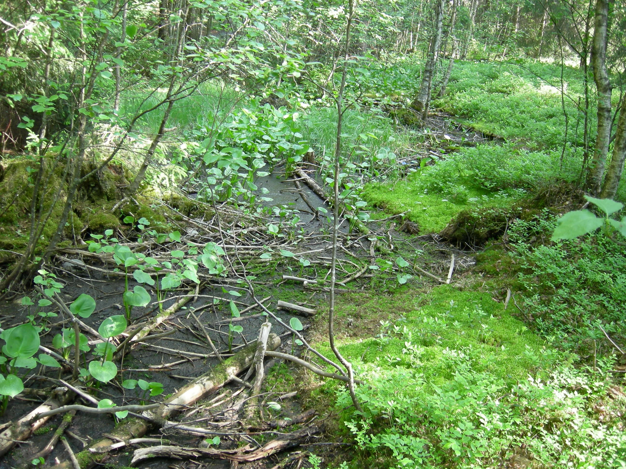 V8-C-1 kalkfattig og intermediær strand- og sumpskogsmark. Myrkongle.