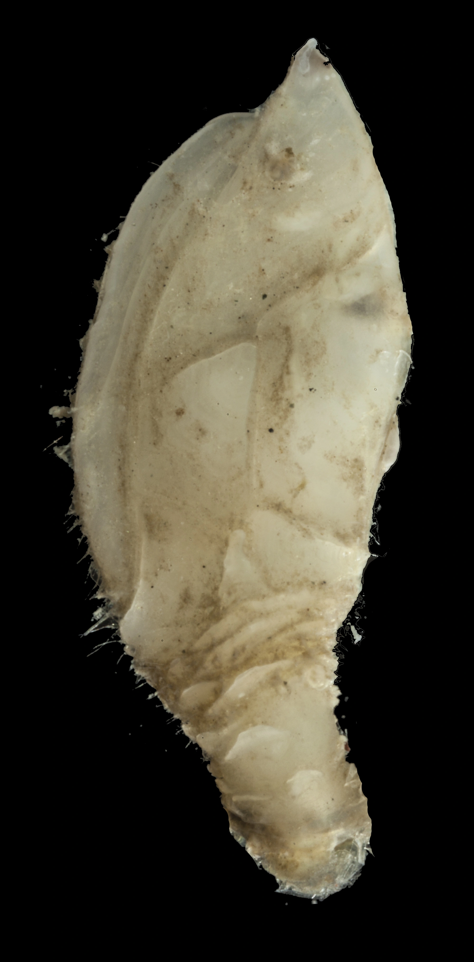 Rankefotinger: Amigdoscalpellum hispidum.