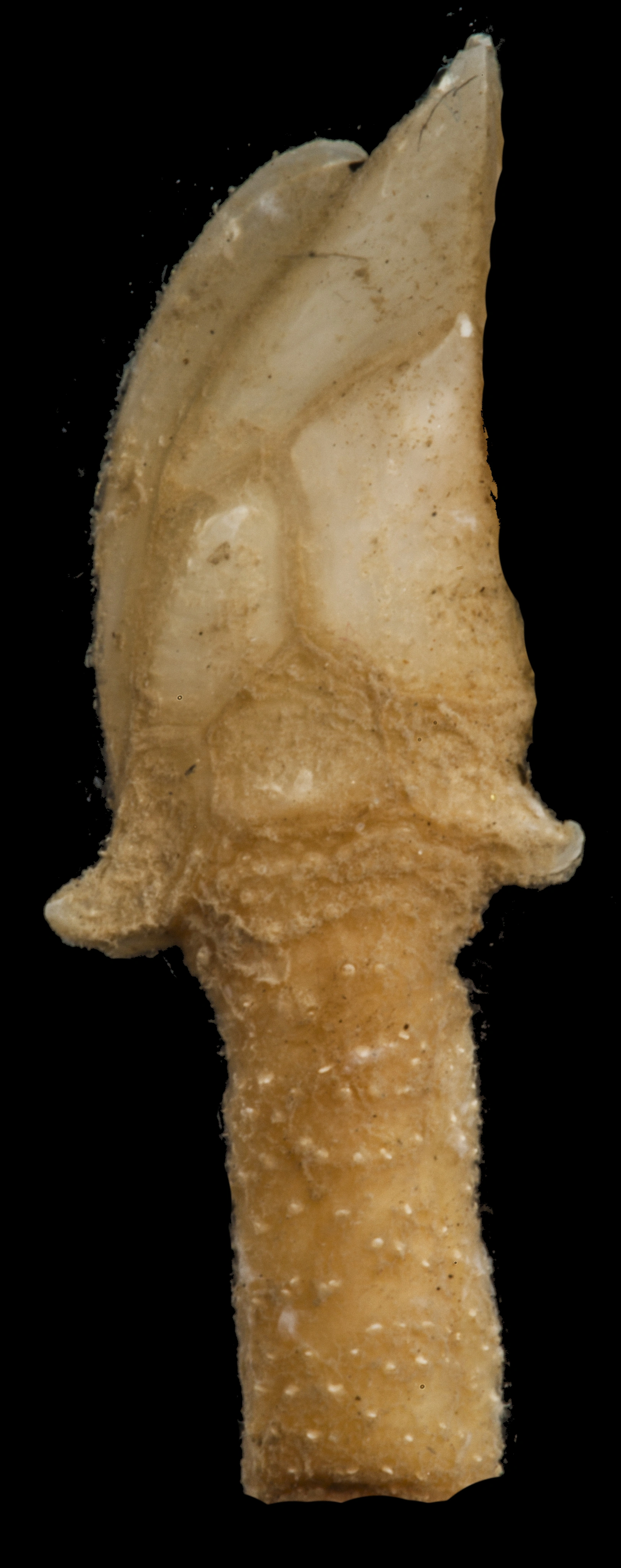 Langhalser: Hamatoscalpellum hamatum.