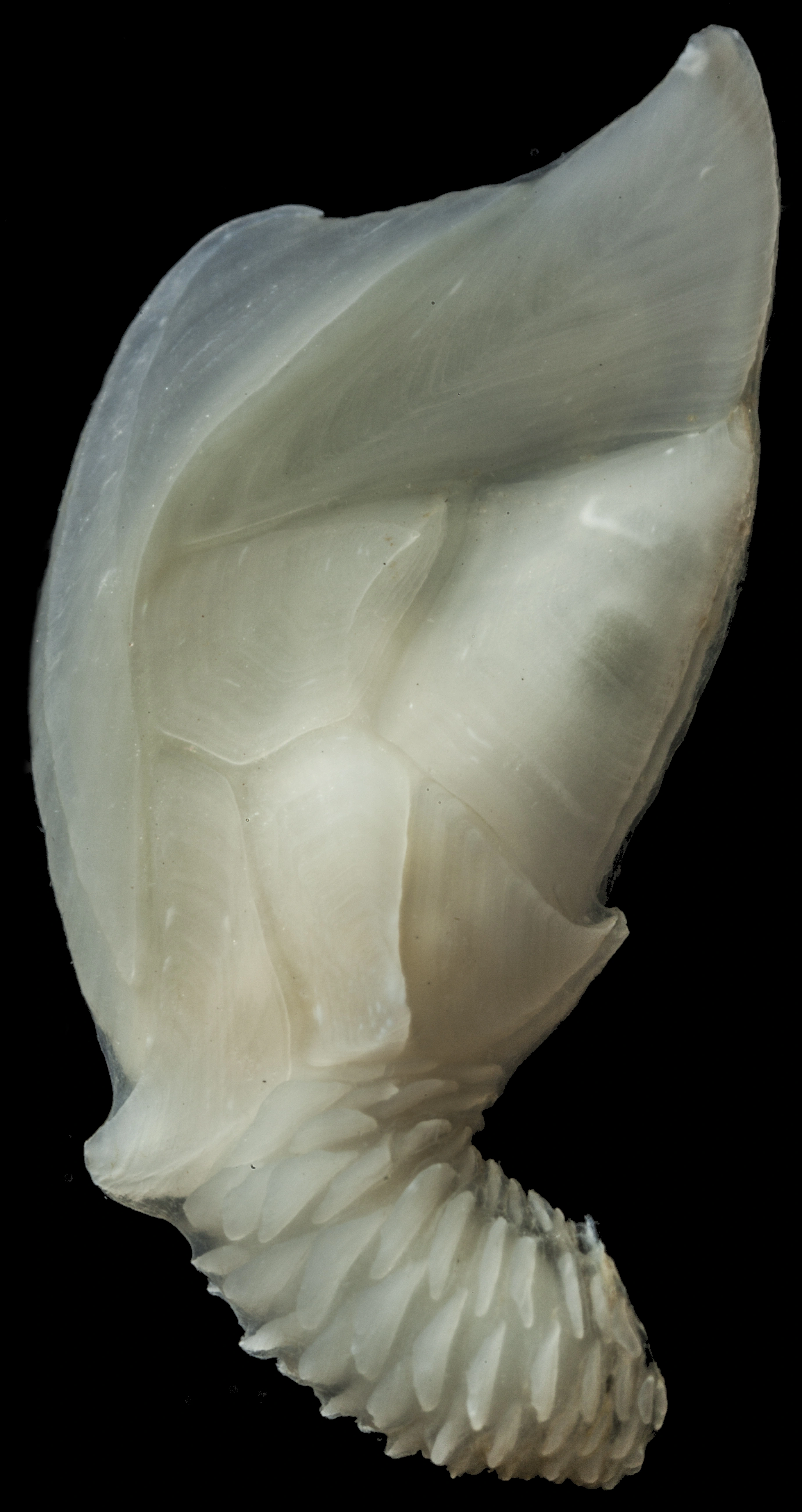 Rankefotinger: Ornatoscalpellum stroemi.