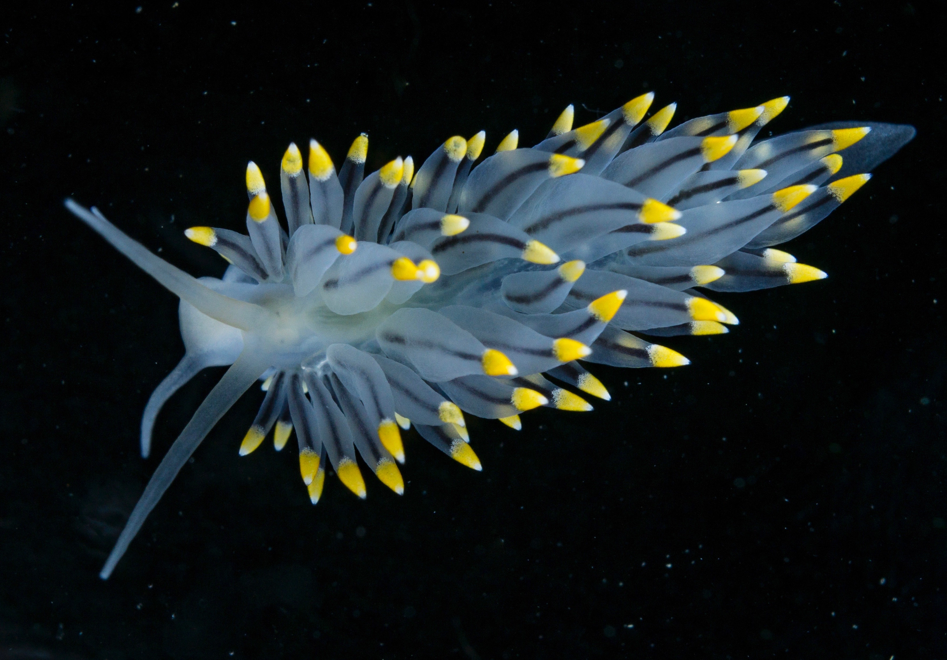 Bløtdyr: Eubranchus tricolor.