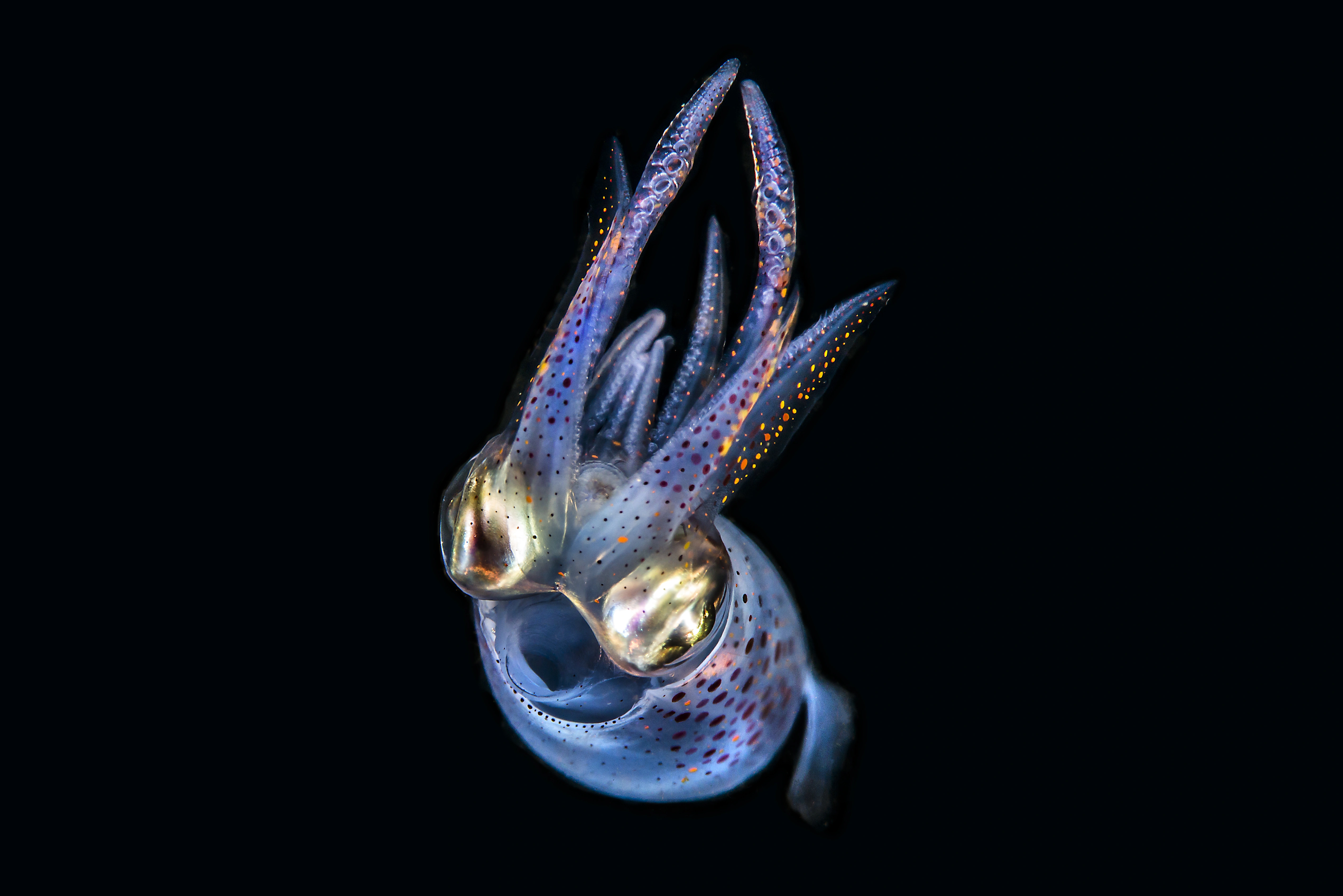 Blekkspruter: Alloteuthis subulata.