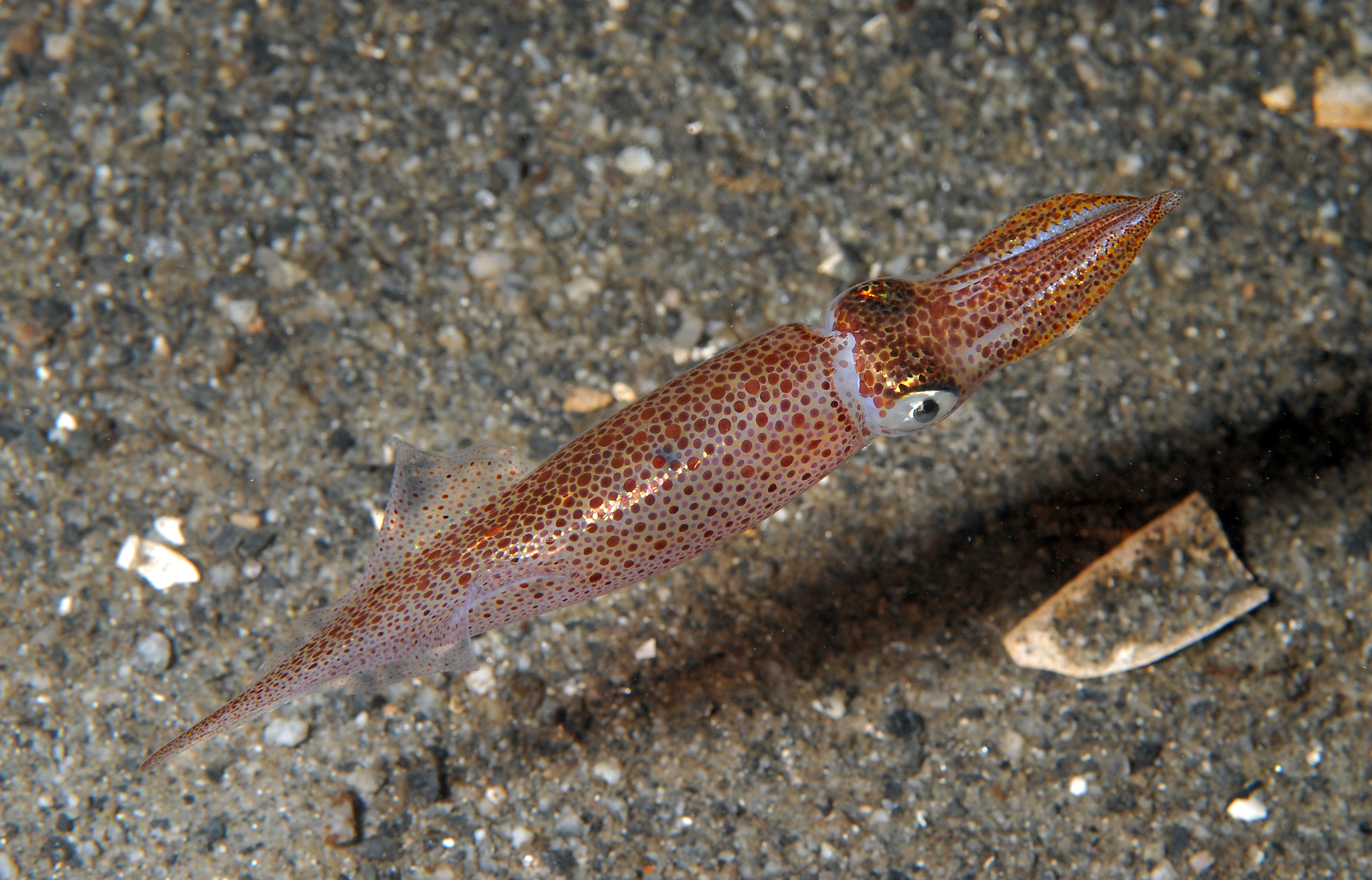 Kalmarer: Alloteuthis subulata.