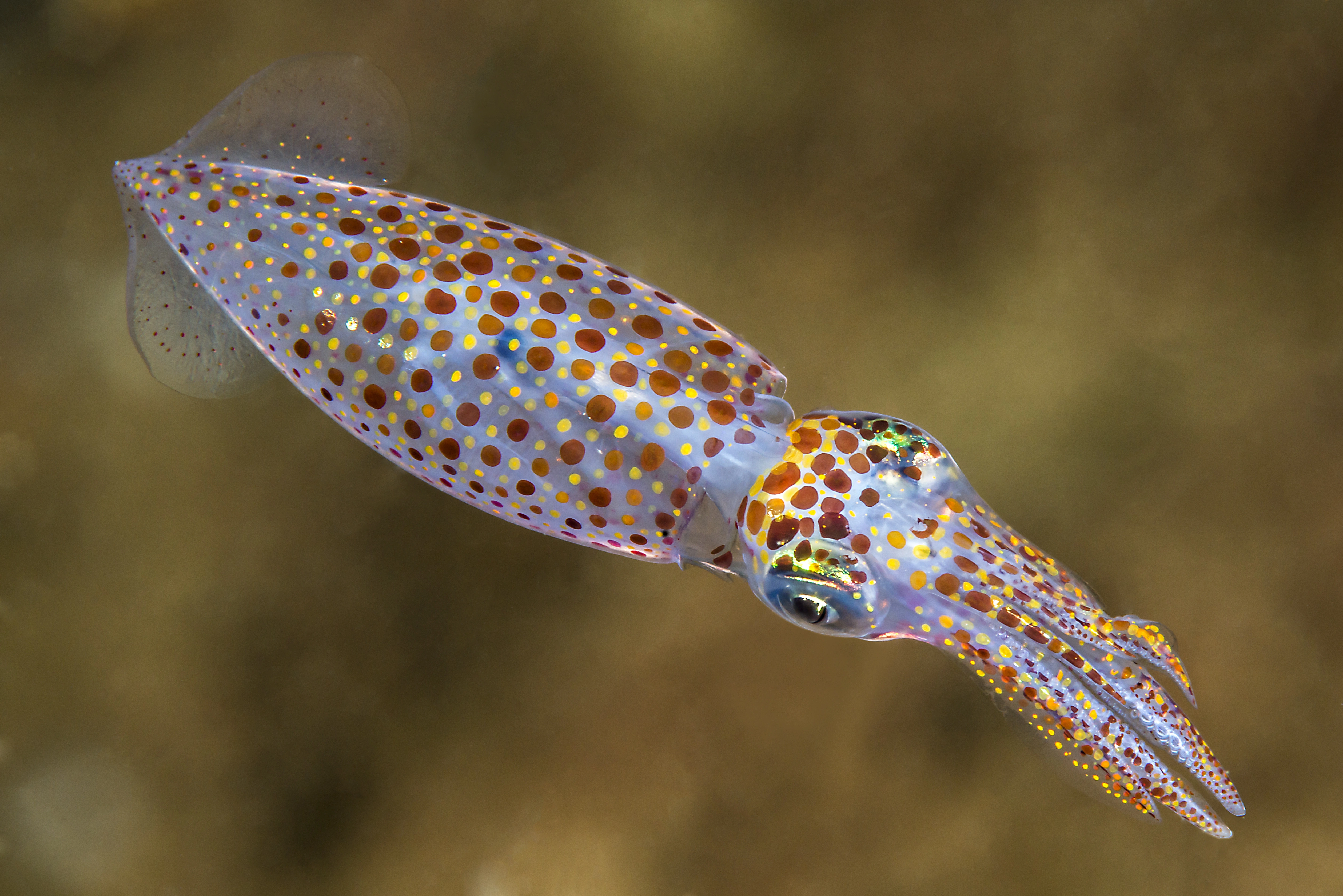 Blekkspruter: Alloteuthis subulata.