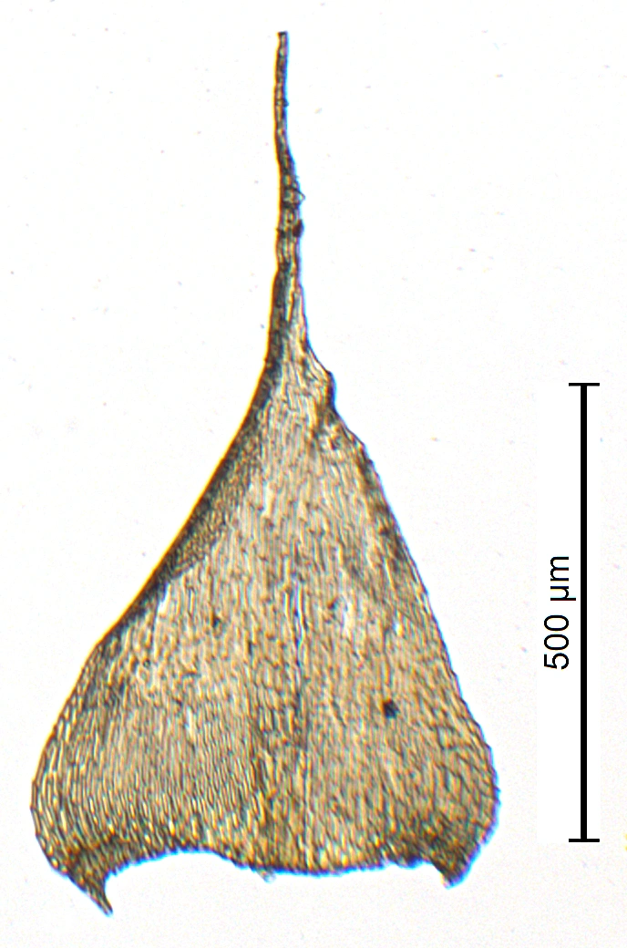 Skortelundmose.