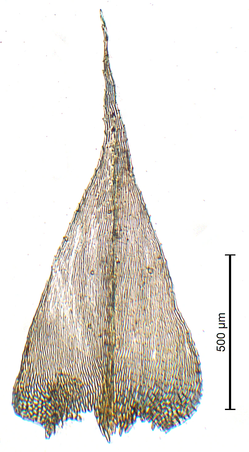 Fløyelslundmose.