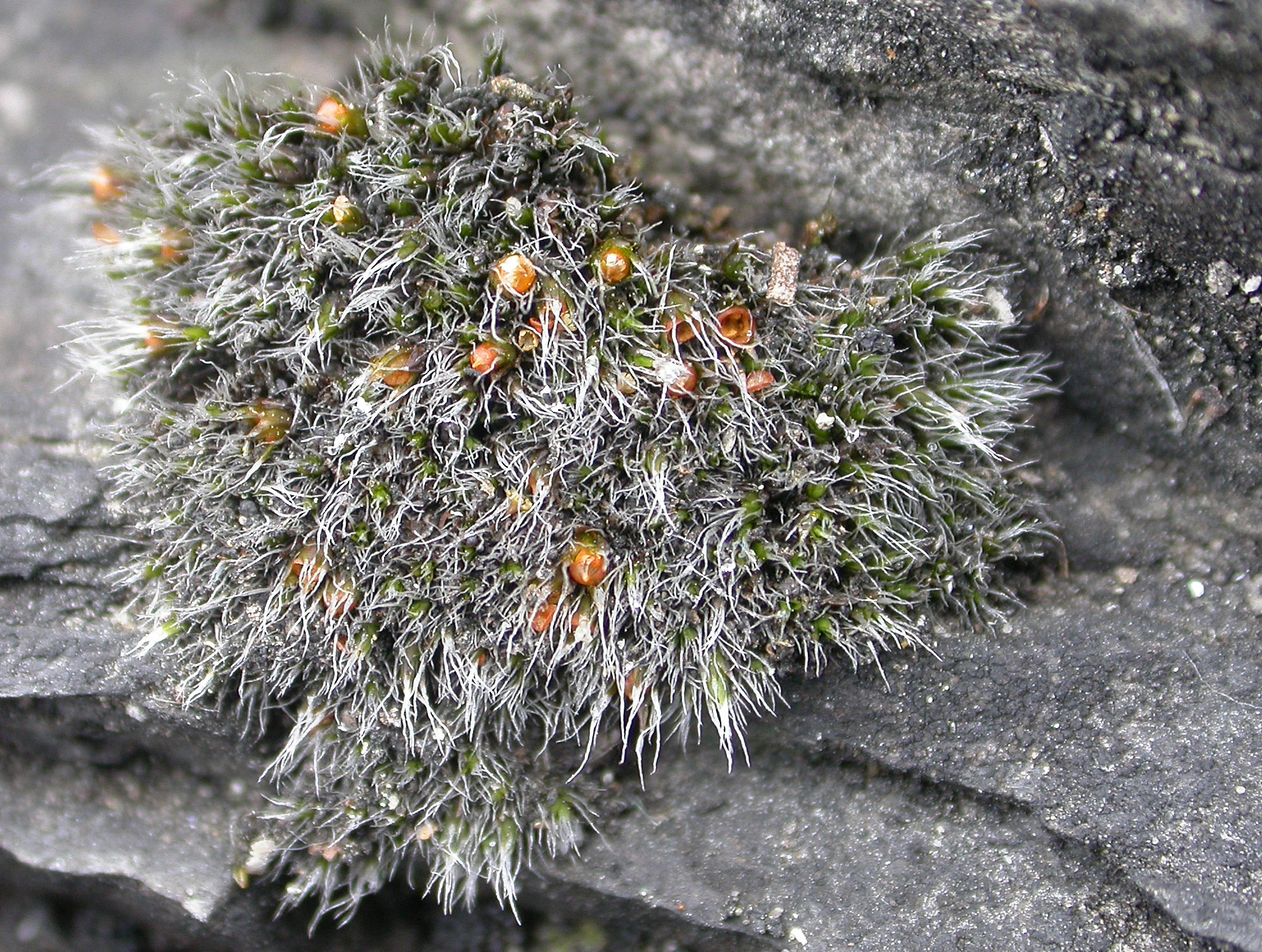 : Grimmia anodon.