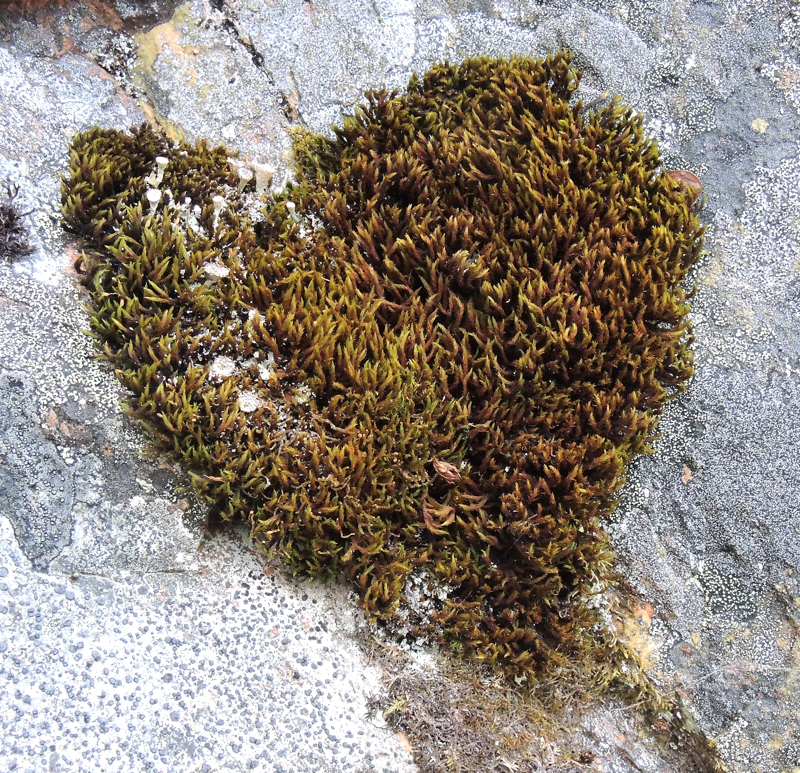 : Grimmia ramondii.