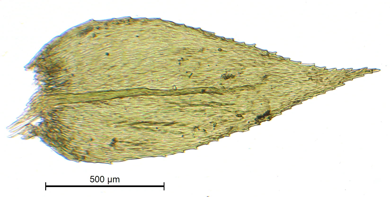 : Oxyrrhynchium speciosum.