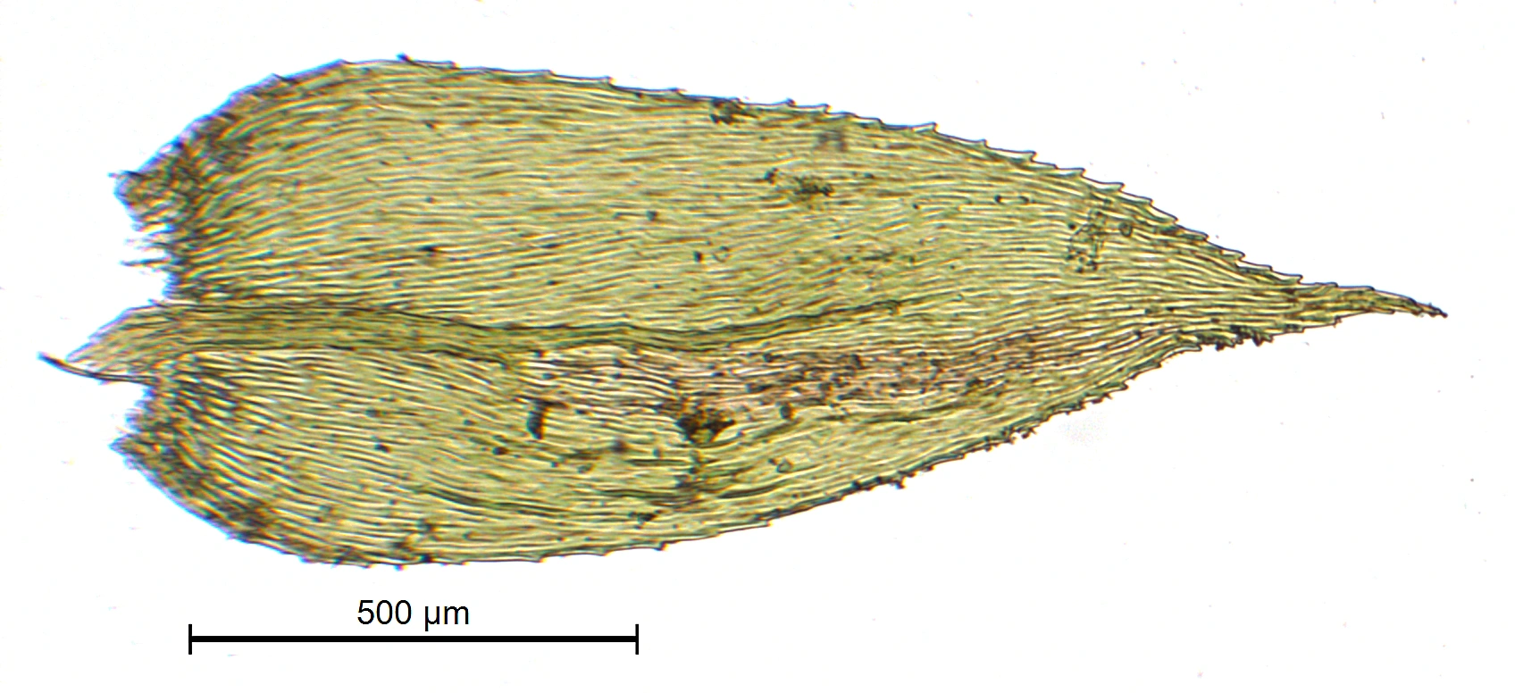 : Oxyrrhynchium speciosum.