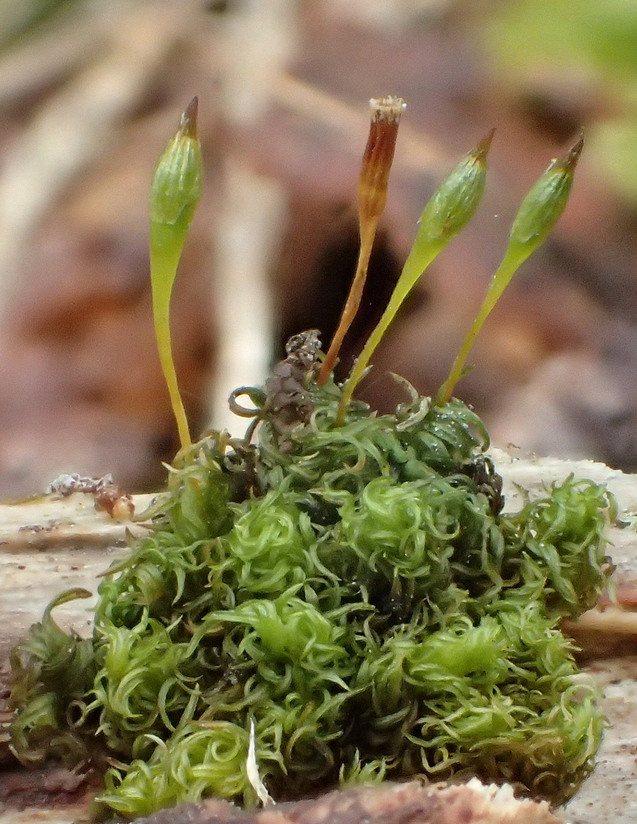 Gullhetteslekta: Ulota calvescens.