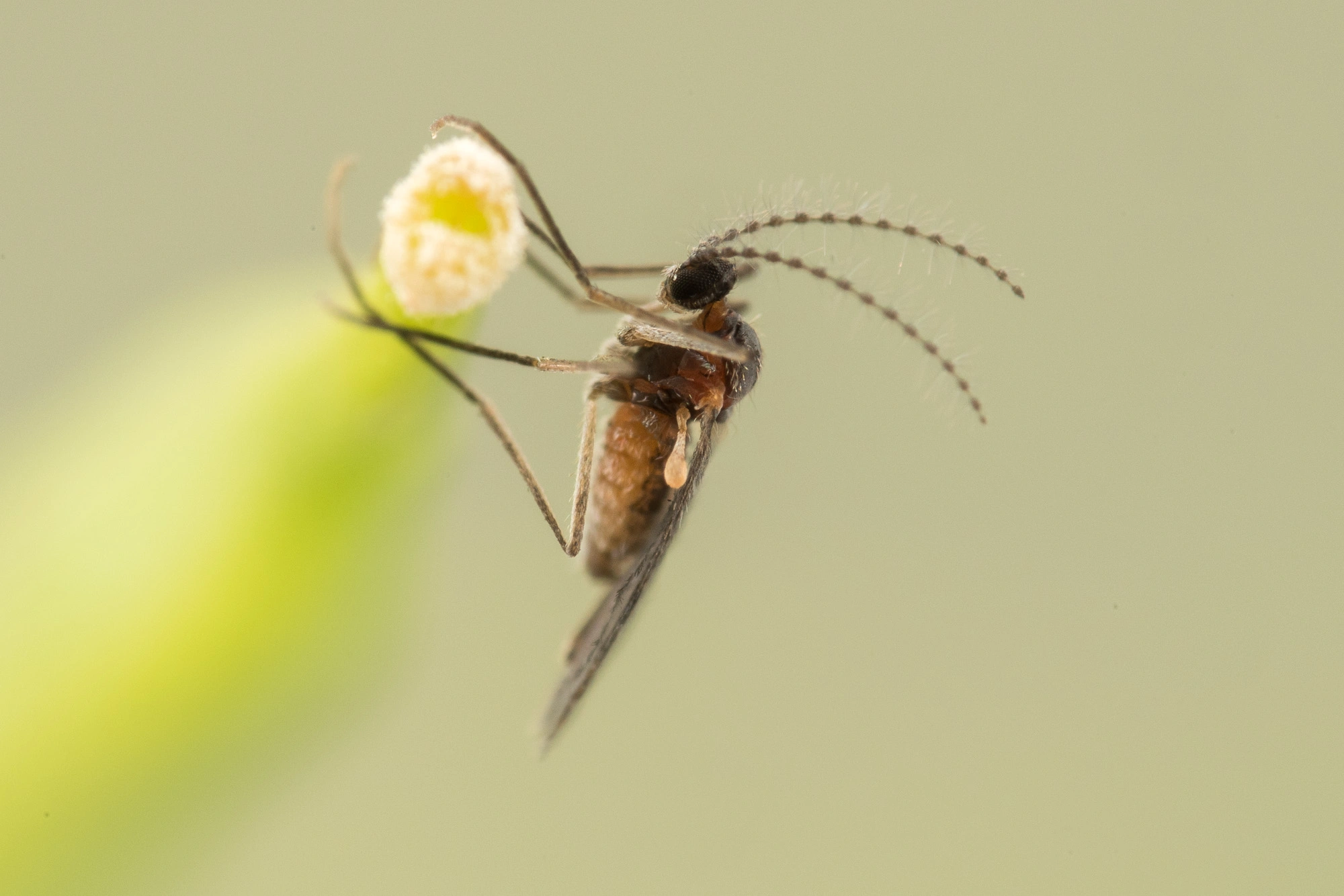 Gallmygg: Dasineura sisymbrii.