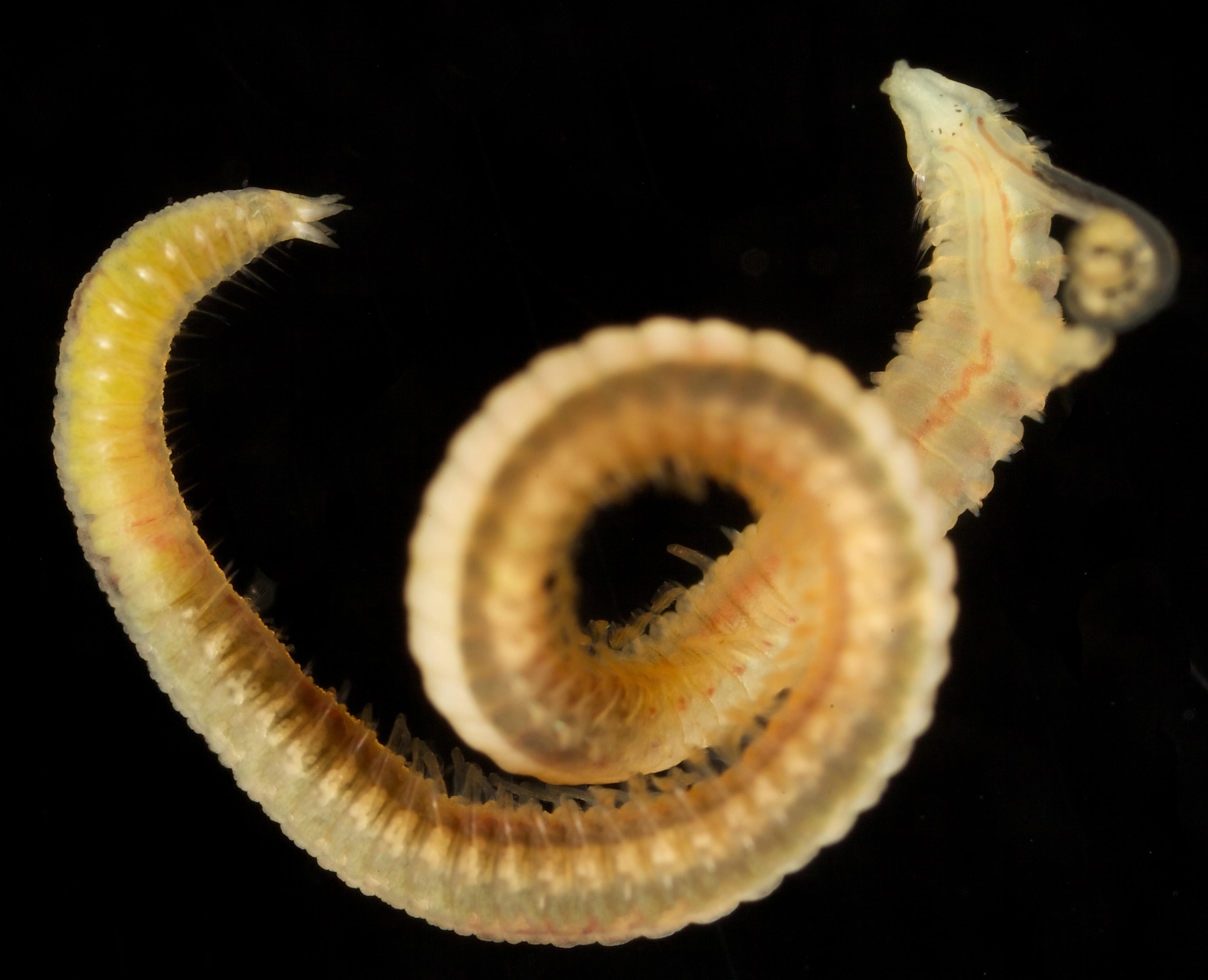 Leddormer: Pygospio elegans.