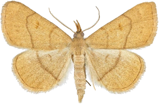 gulbrunt viftefly