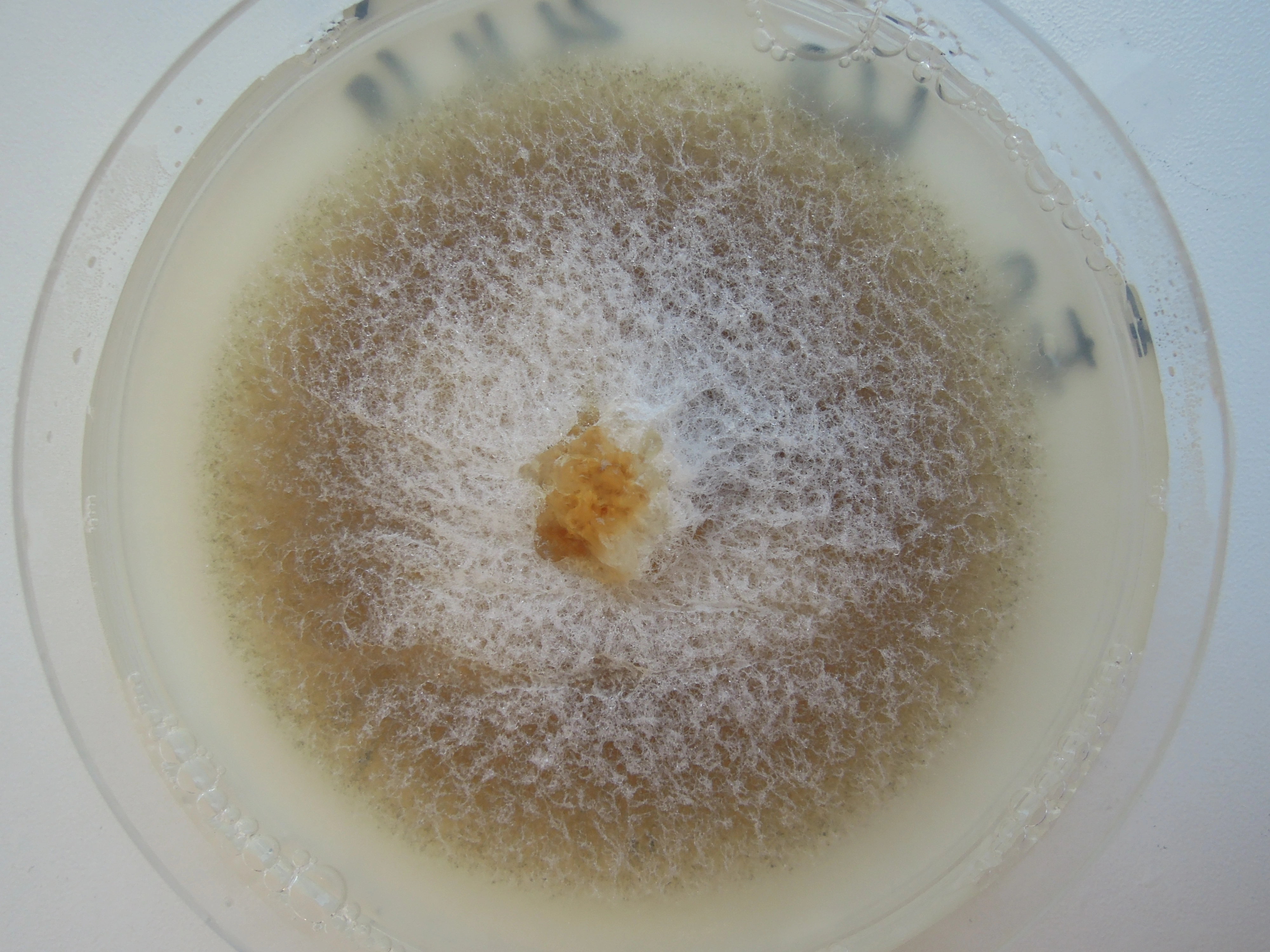 Tjæreflekkordenen: Coccomyces australis.