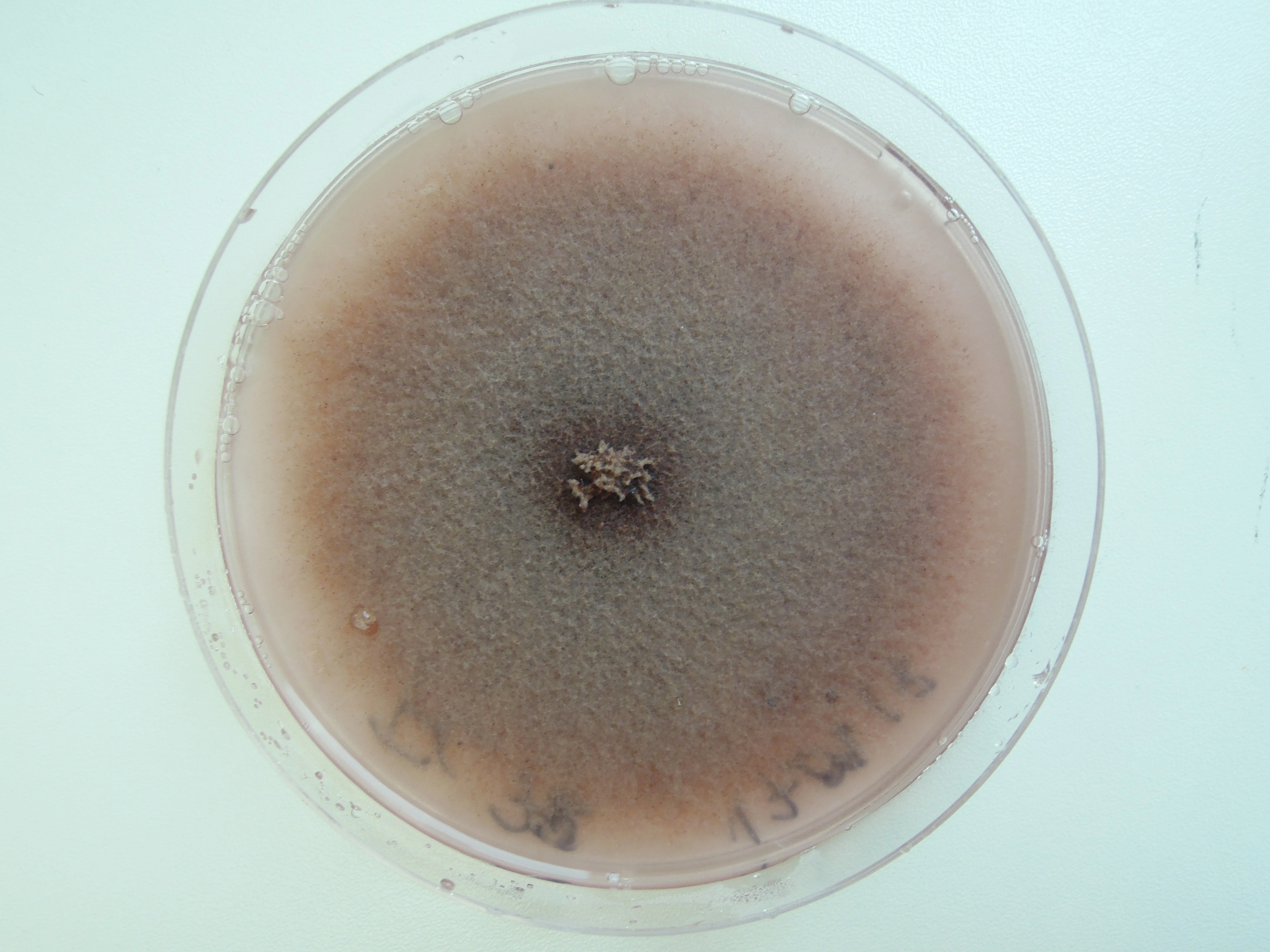 Småbegerordenen: Pezicula heterochroma.