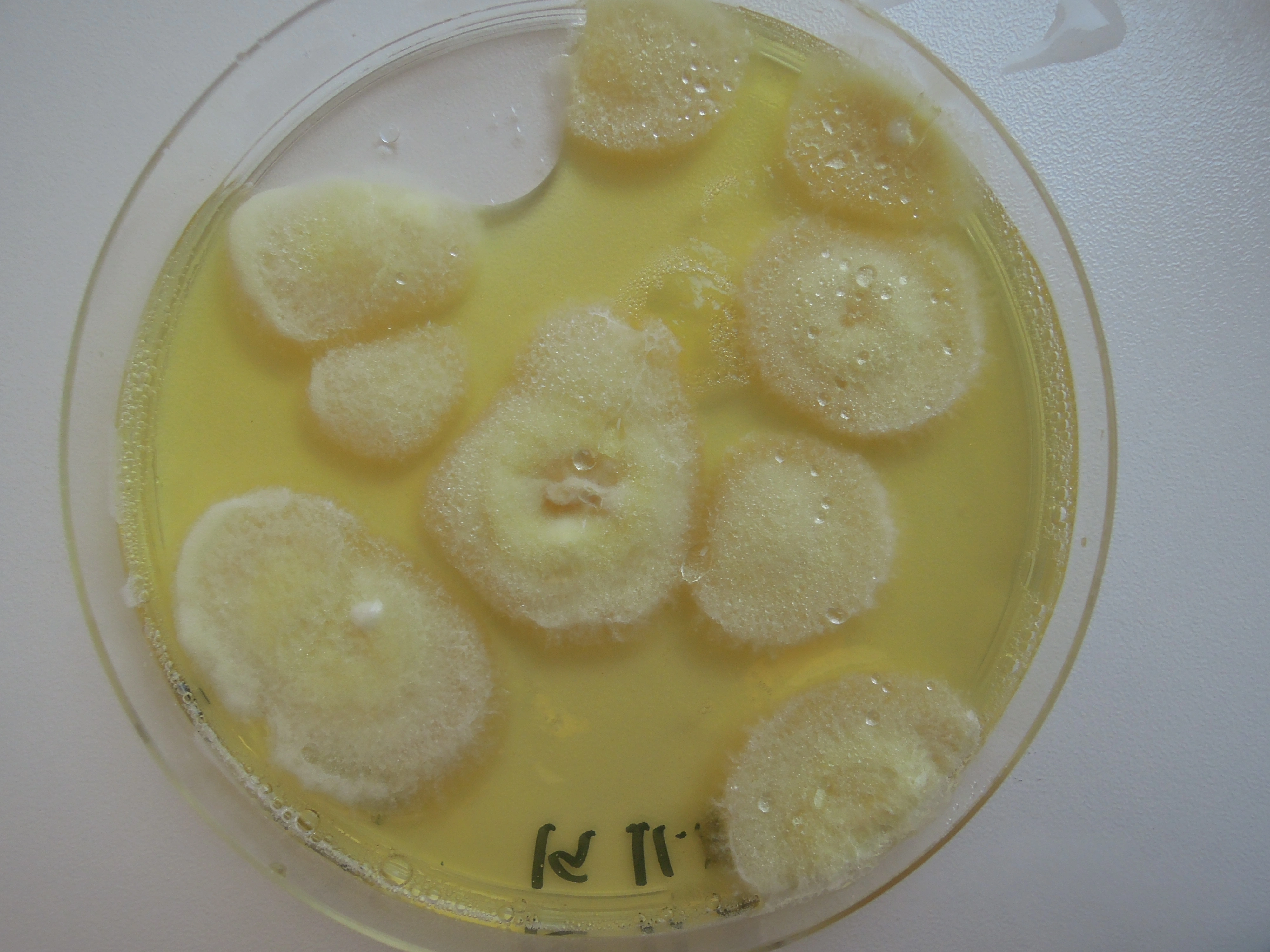 Penselmuggsopper: Penicillium melinii.