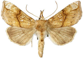 tyrihjelmfly