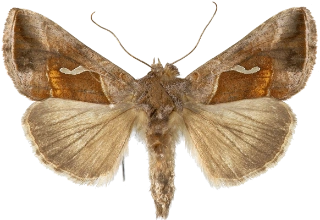 dråpemetallfly