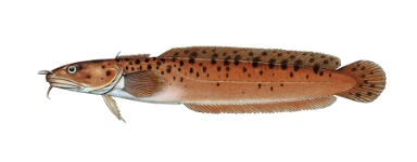 Tretrådet tangbrosme