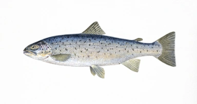 Trout (Sea)