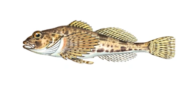 Steinsmett (steinulke)