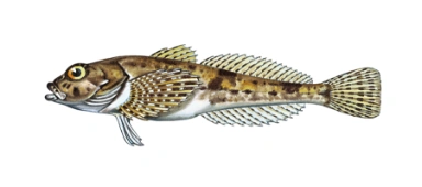 Hvitfinnet steinulke