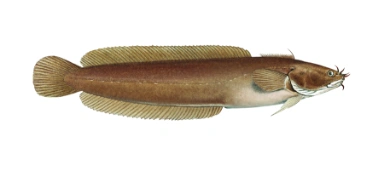 Femtrådet tangbrosme