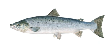 Salmon (Atlantic)