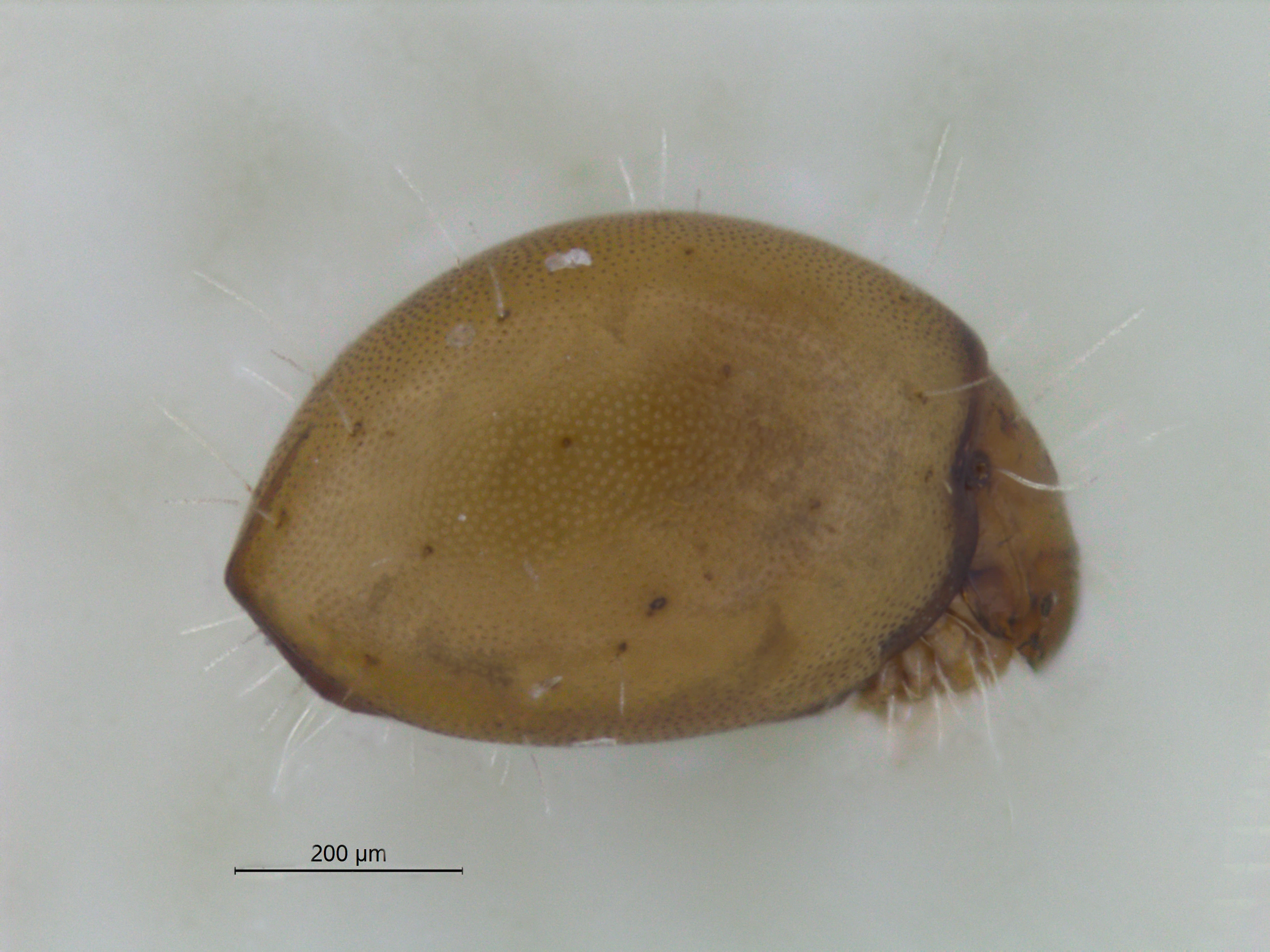 Midd: Rhysotritia duplicata.