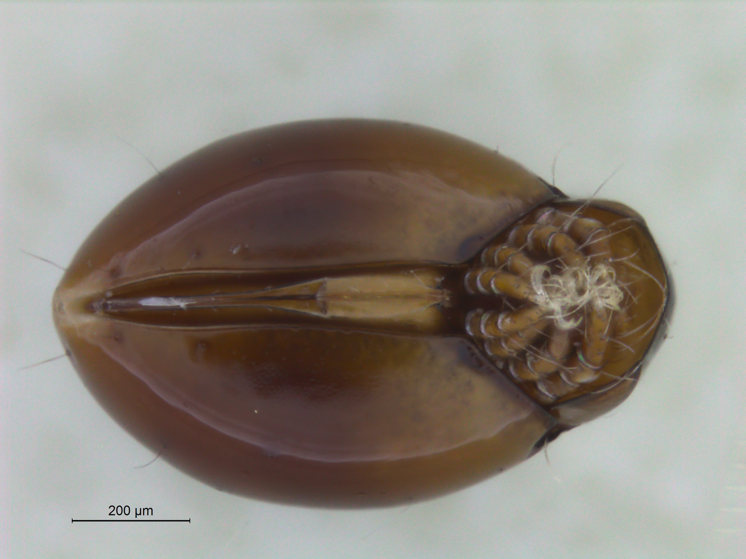 Midd: Mesotritia flagelliformis.