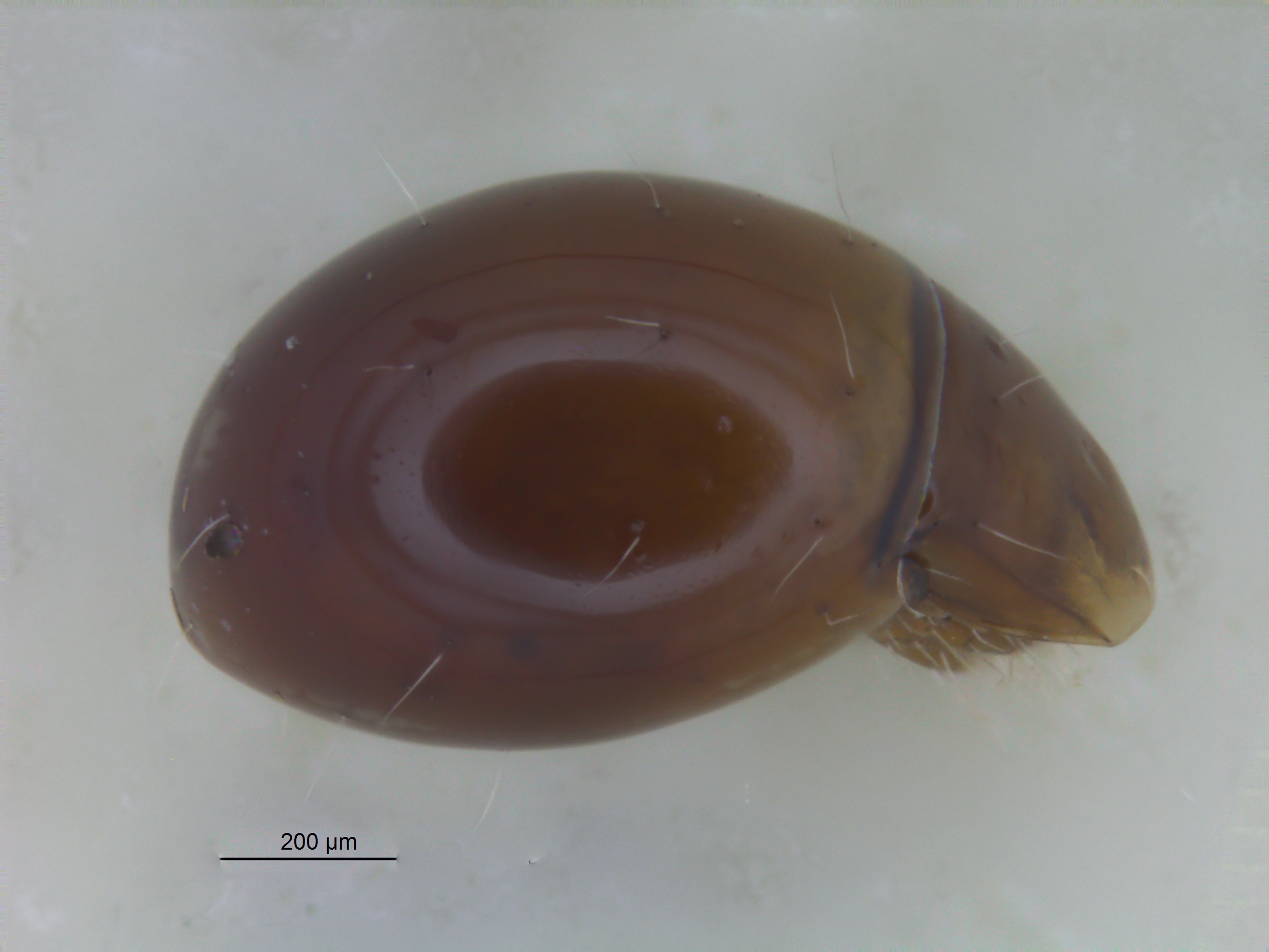 Midd: Mesotritia flagelliformis.