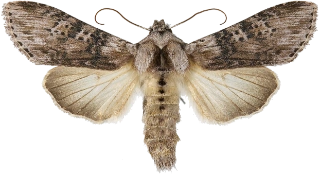 burothettefly