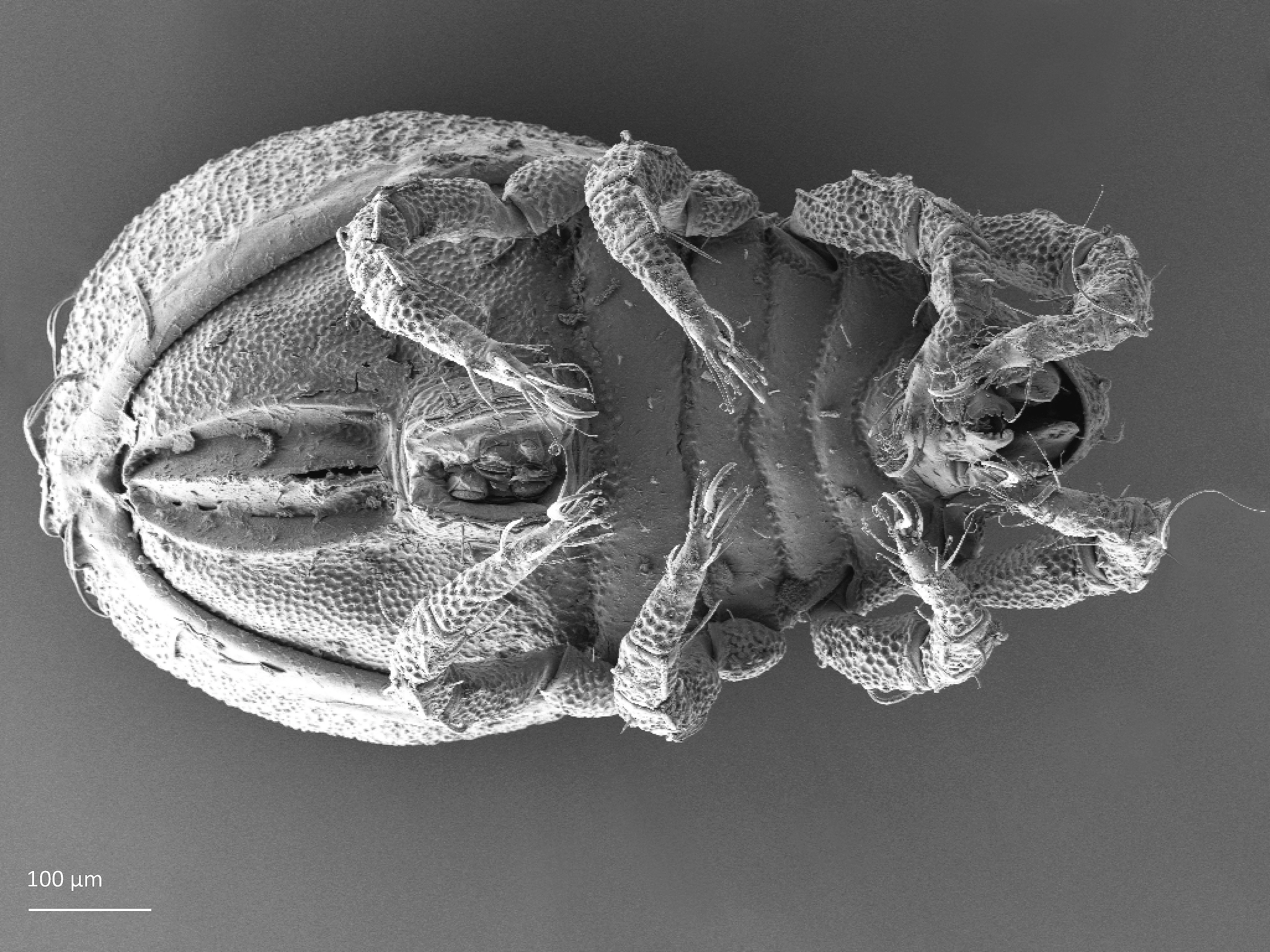 Midd: Hermannia reticulata.