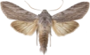 Skogsalathettefly.